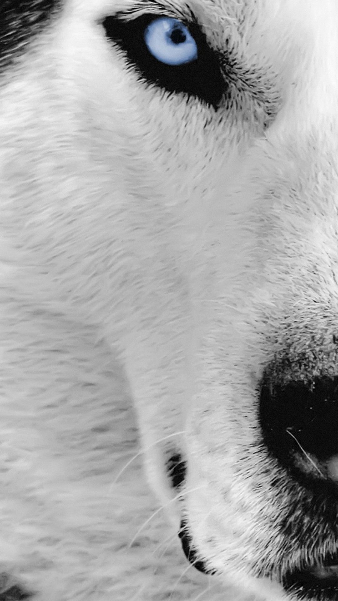 1080x1920 White Wolf iPhone Wallpaper Free White Wolf iPhone, Phone