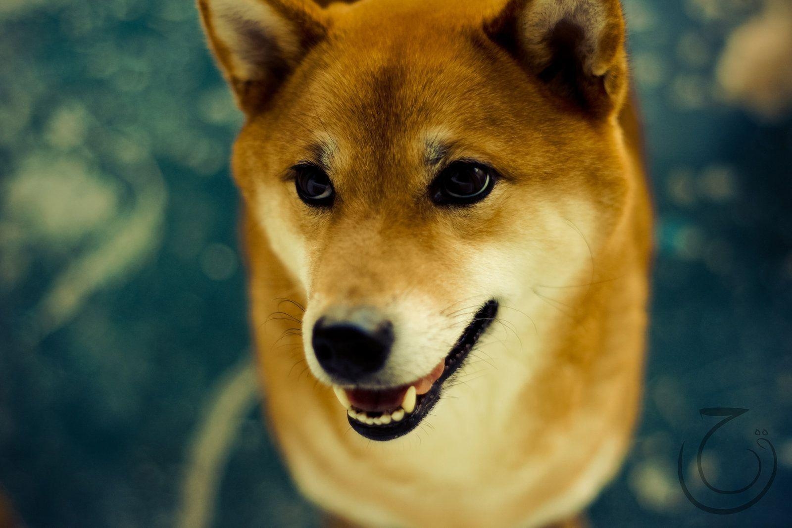 1600x1070 Wallpaper Dog, Shiba Inu, eyes, Desktop