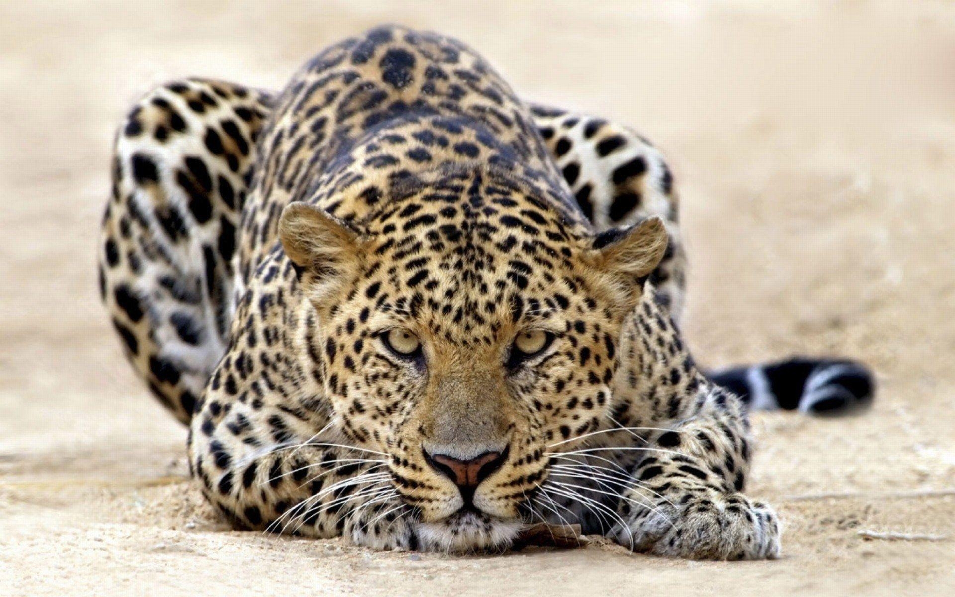 1920x1200 Leopard HD Wallpaper and Background Image, Desktop