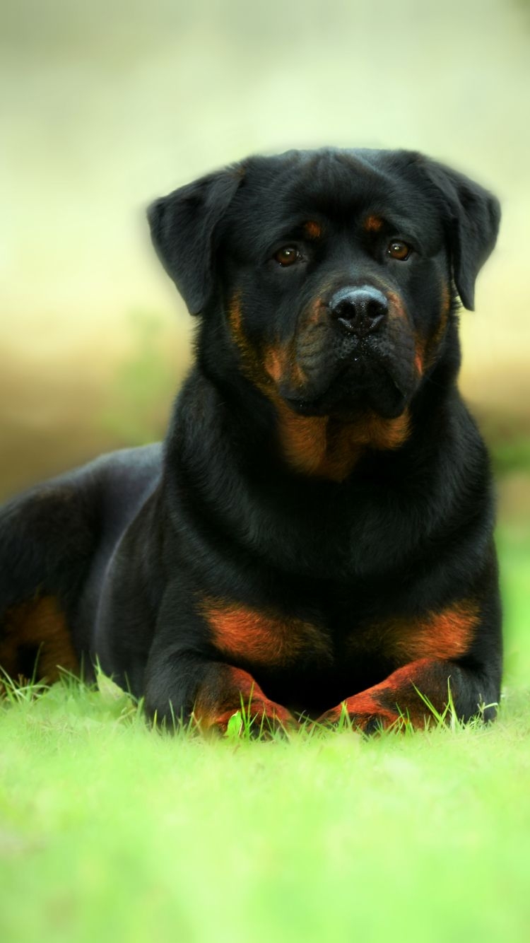 750x1340 Animal Rottweiler () Wallpaper, Phone