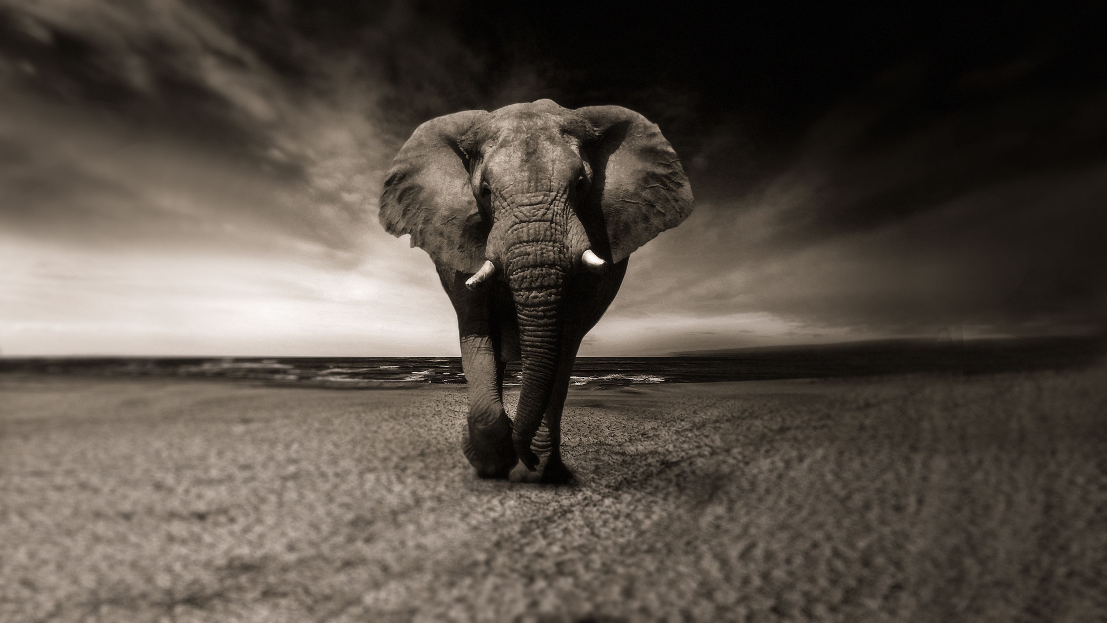 3840x2160 Elephant Wallpaper Free Elephant Background, Desktop