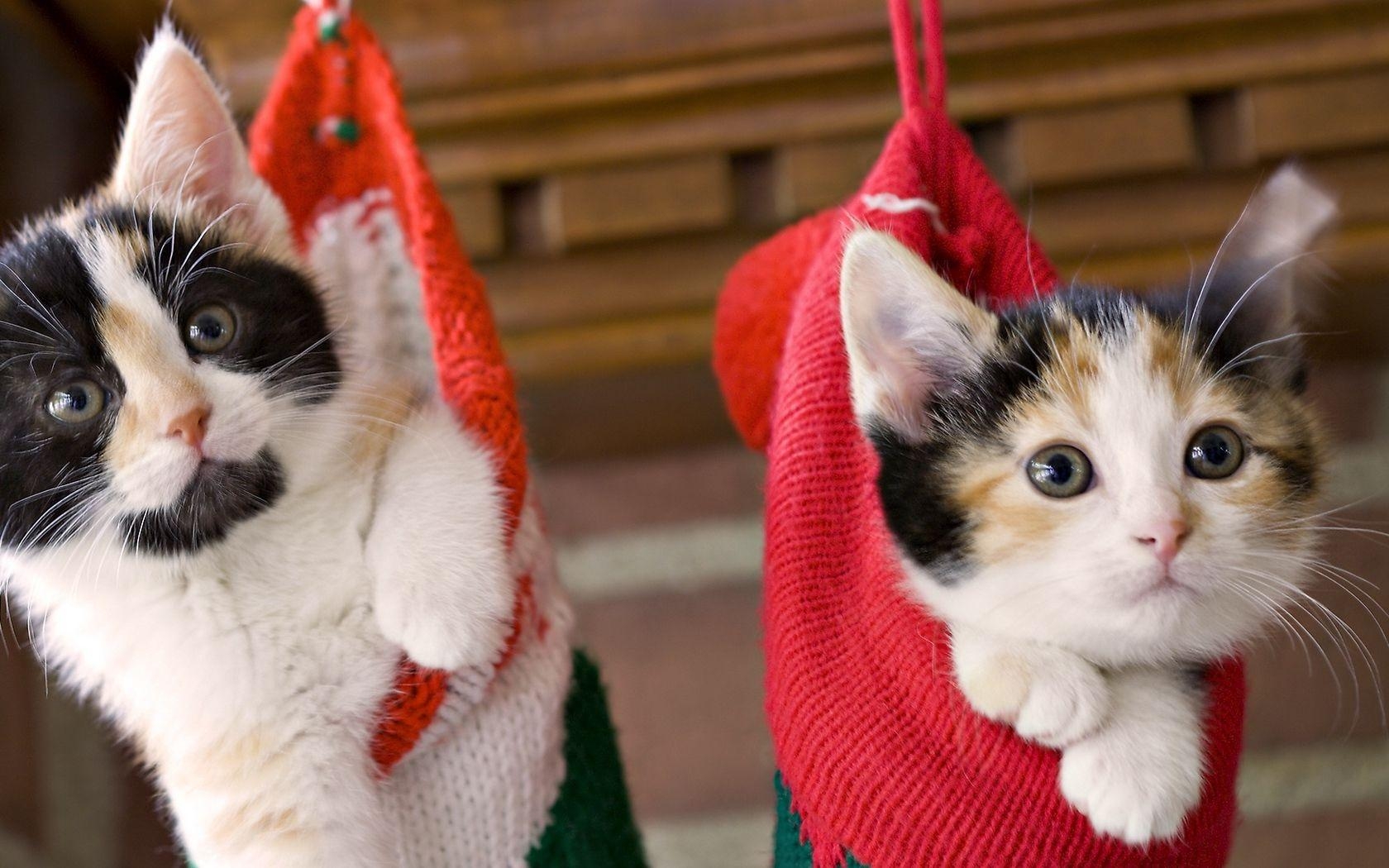 1680x1050 Download wallpaper  kittens, hang, socks, holiday, Desktop