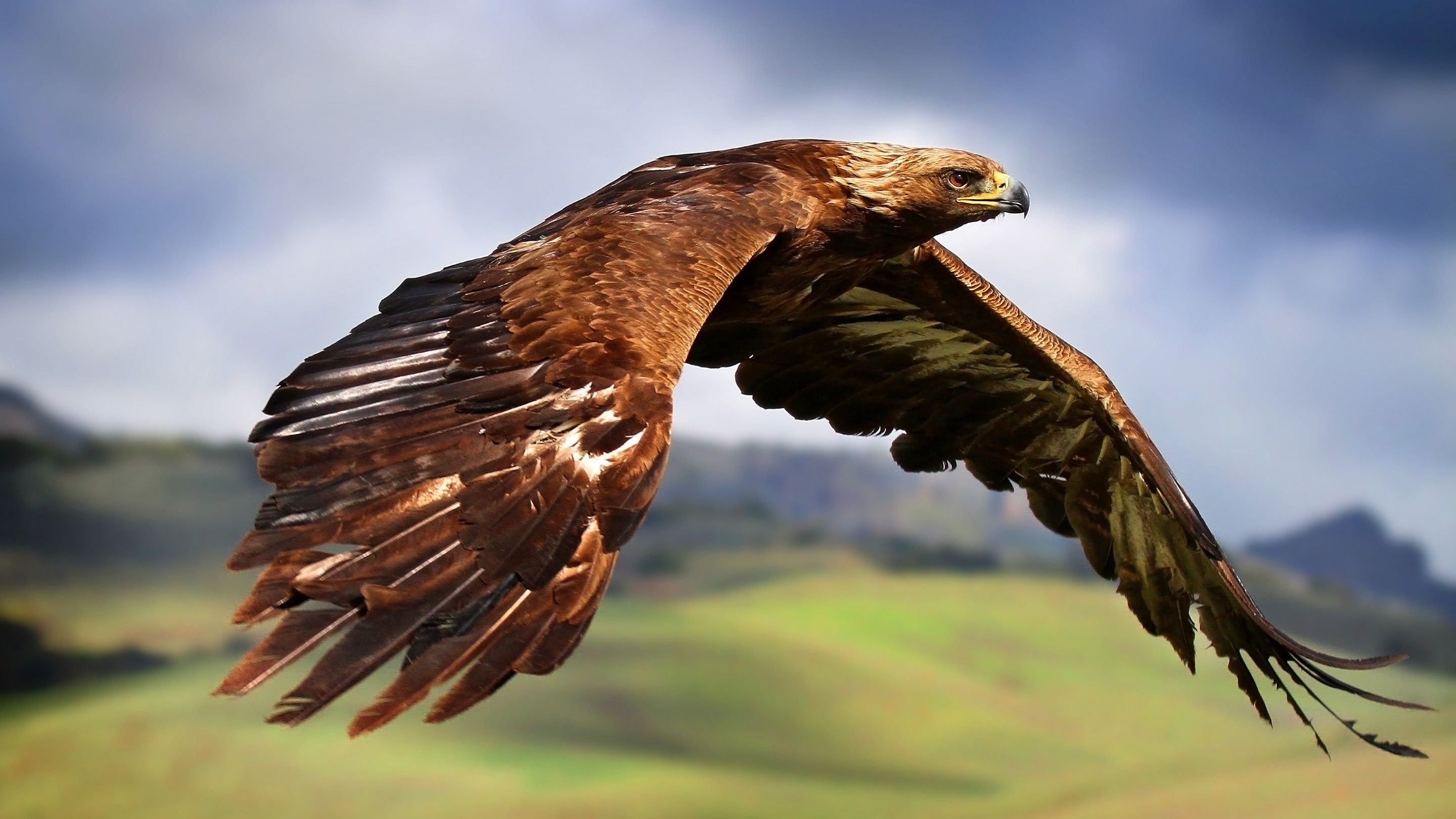 2880x1620 hawks, Animals, Birds, Flying, Eagle Wallpaper HD / Desktop, Desktop