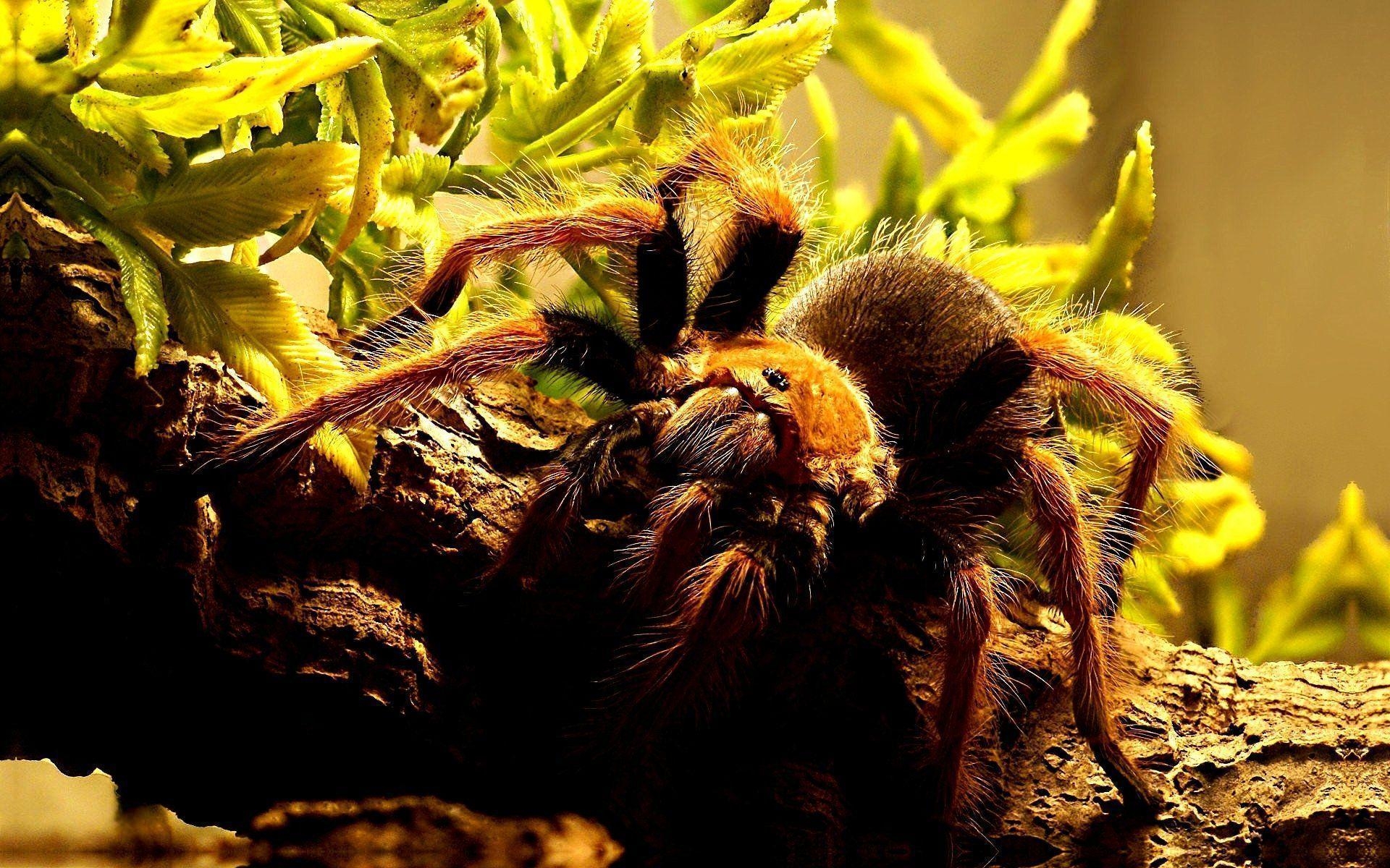 1920x1200 Tarantula HD Wallpaper, Desktop