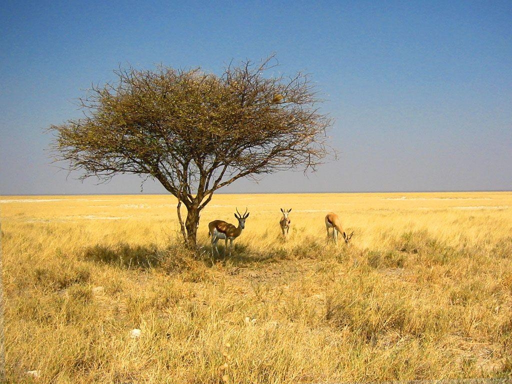 1030x770 Namibia Wallpaper: Desert, Dunes, Zebra, Etosha National Park, Desktop