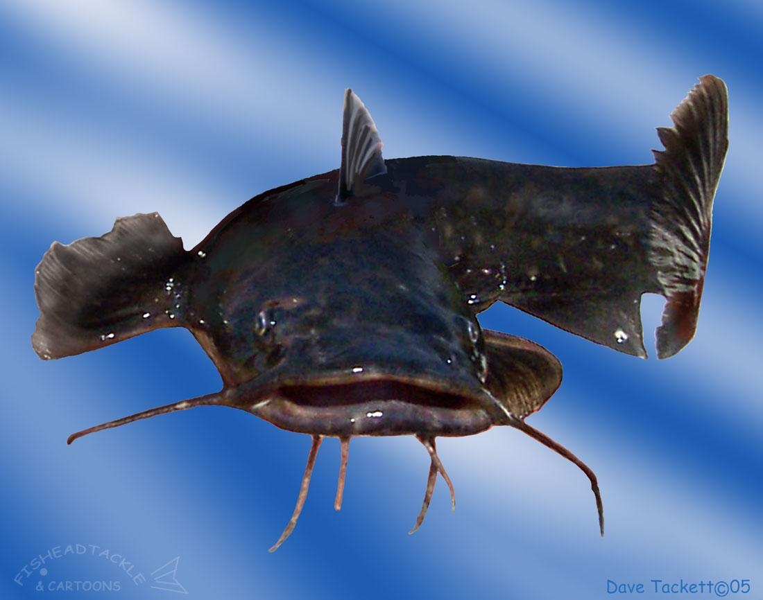 1100x870 Catfish Background for Computer, Desktop