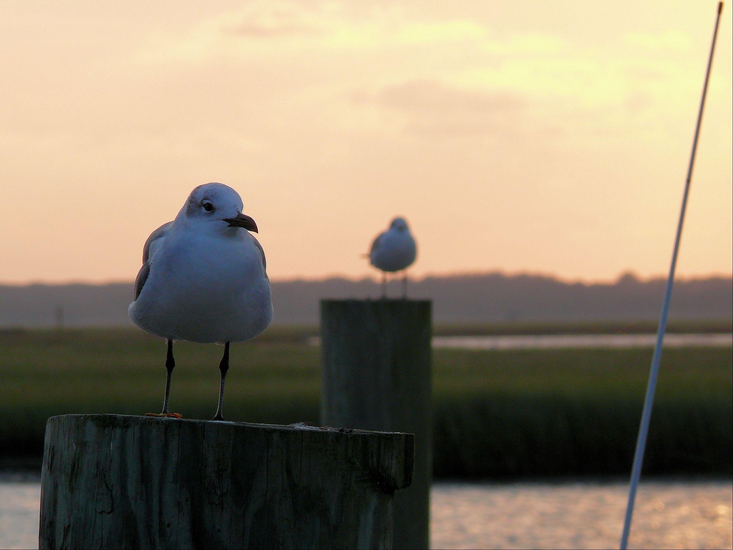 2560x1920 Seagull Wallpaper (Wallpaper 1 3 Of 3), Desktop