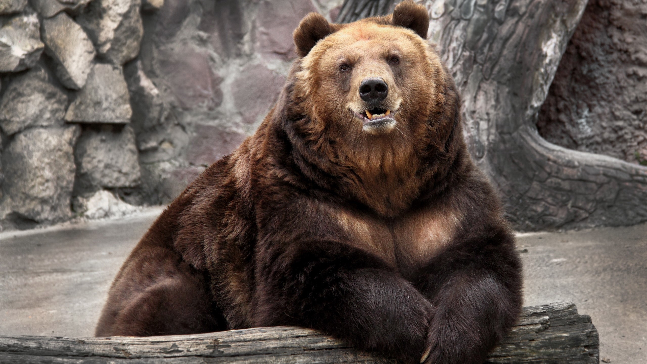 2560x1440 bear wallpaper cute Gallery HD Wallpaper, Desktop