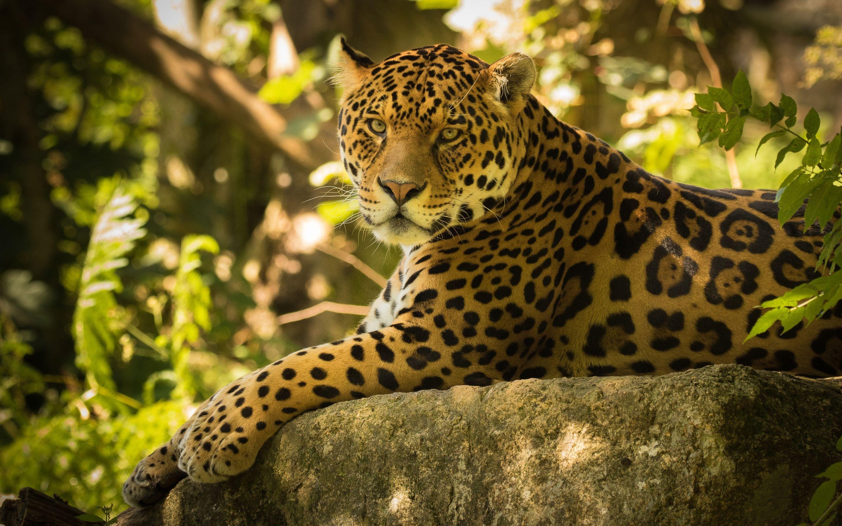 2880x1800 Chincha the Jaguar Wallpaper, Desktop