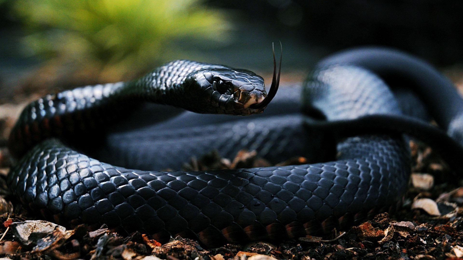 1920x1080 snakes image Snake HD wallpaper and background photo, Desktop