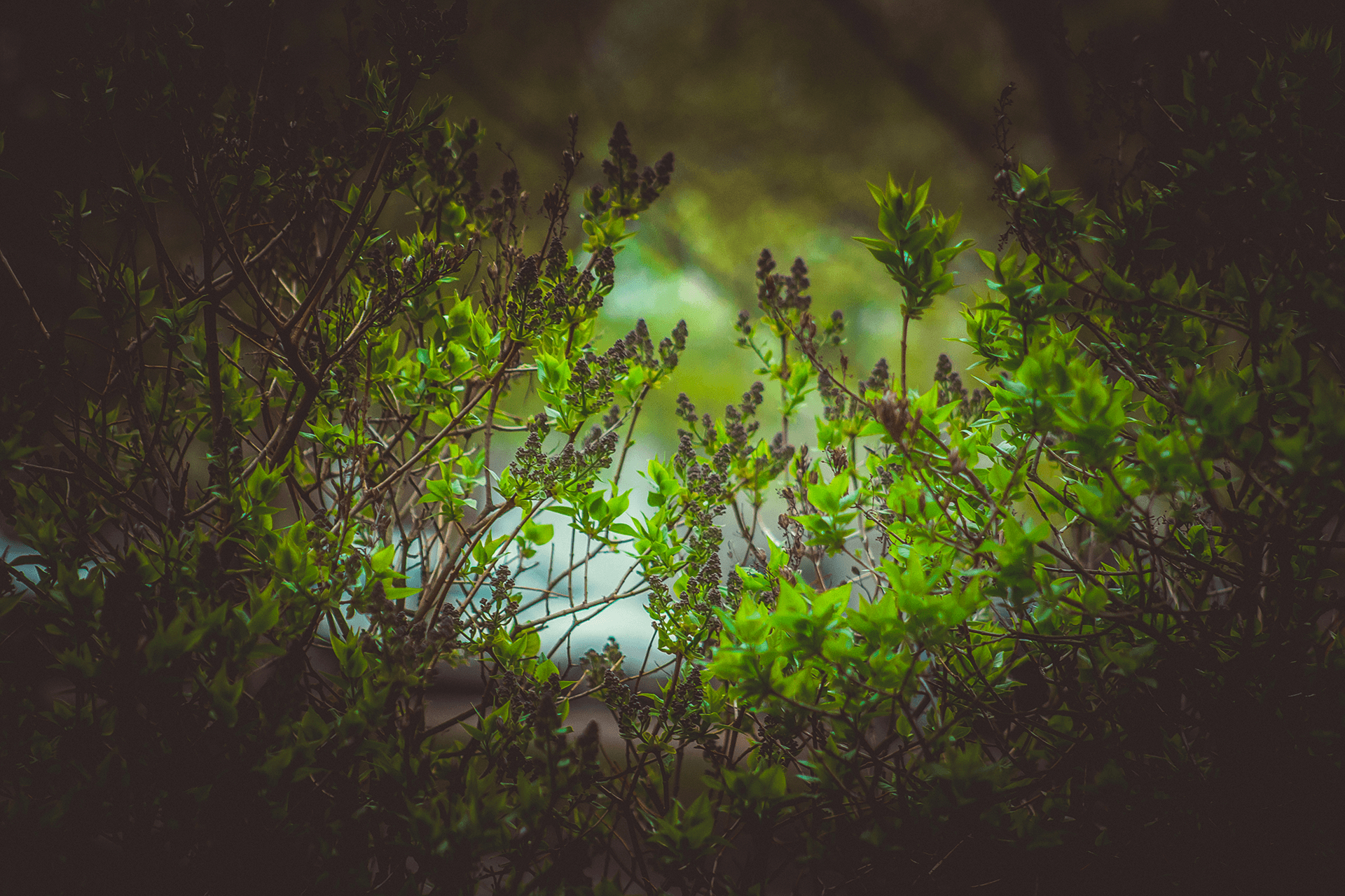 1920x1280 Riga, Latvia, Floral, Leaves, Spring, Green, Canon, Nature, Desktop