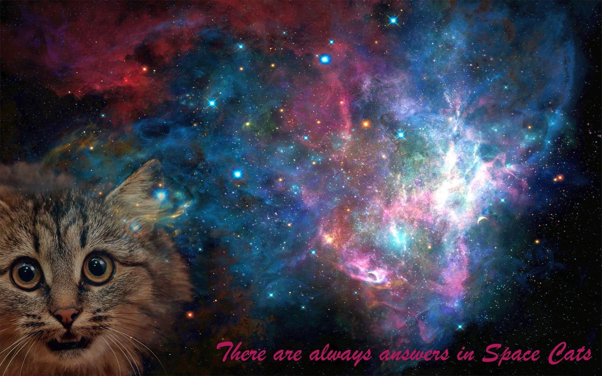 2050x1280 Cat Galaxy Wallpaper, Desktop