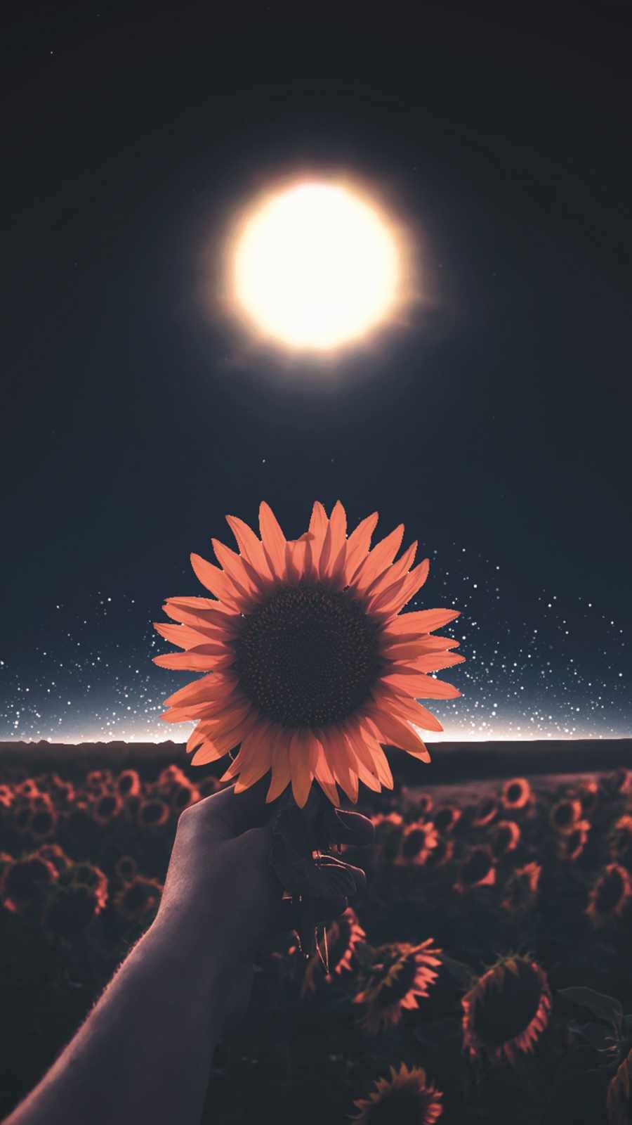 900x1600 Midnight Sun iPhone Wallpaper HD, Phone