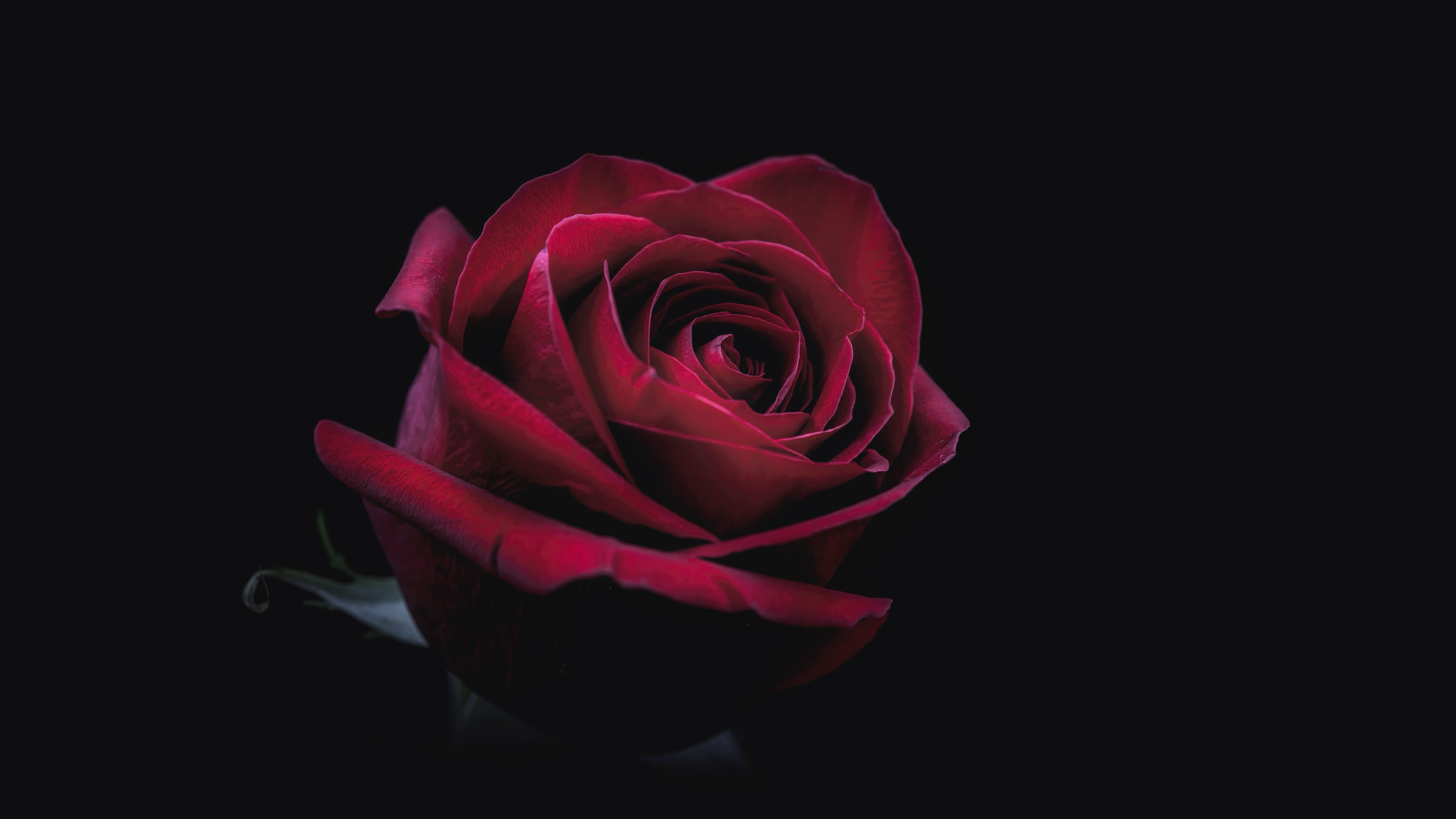 7680x4320 Rose Oled 8k 8k HD 4k Wallpaper, Image, Desktop