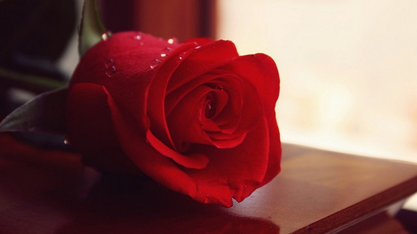 1370x770 Happy Rose Day Wallpaper Free Download, Desktop