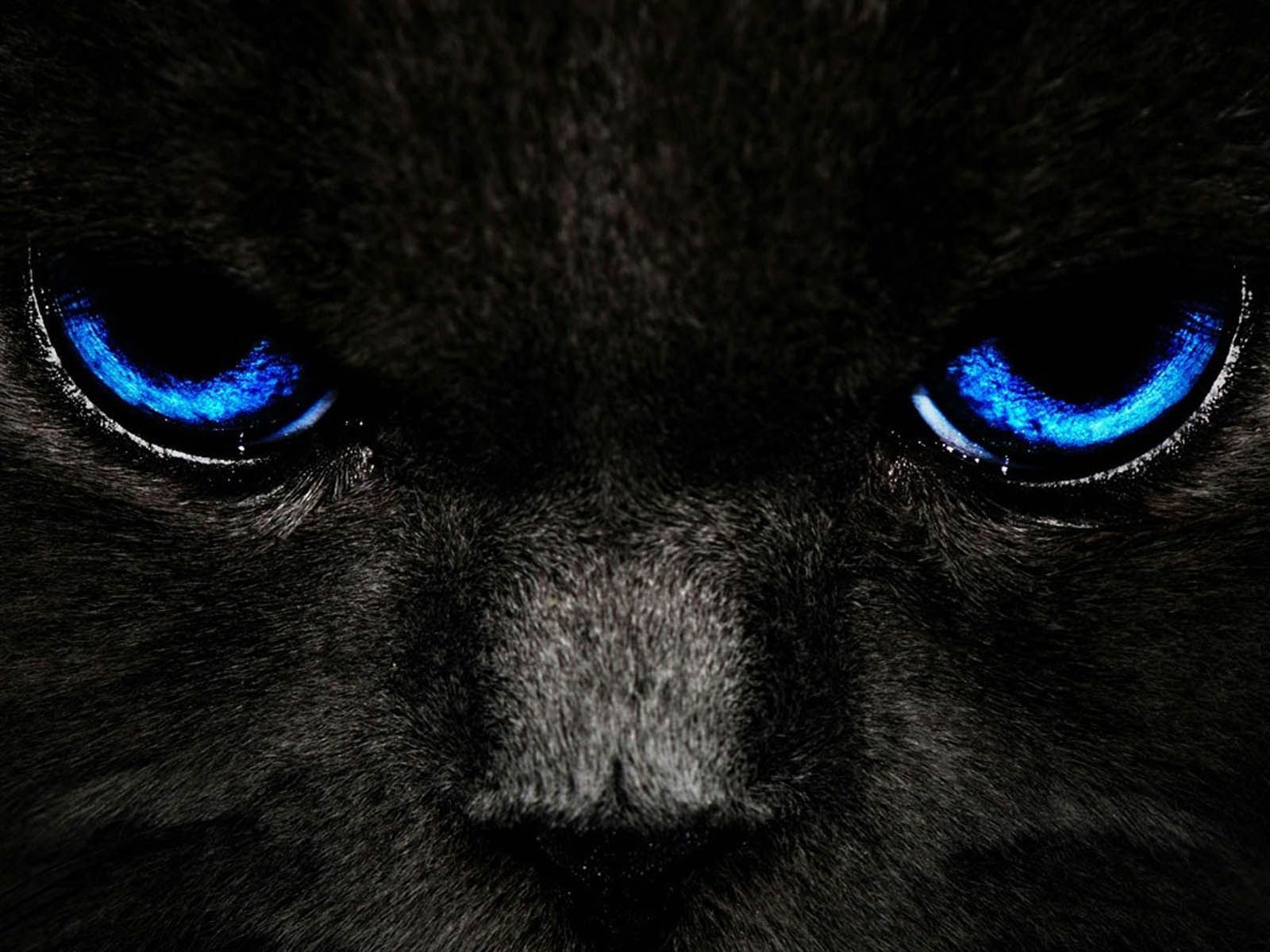 1600x1200 Black Cat Eyes Wallpaper, Desktop