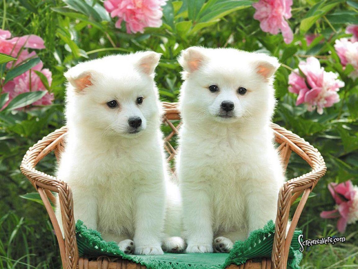 1160x870 Cute Puppy Wallpaper Dogs HD Wallpaper Dog. wallpaper, Desktop