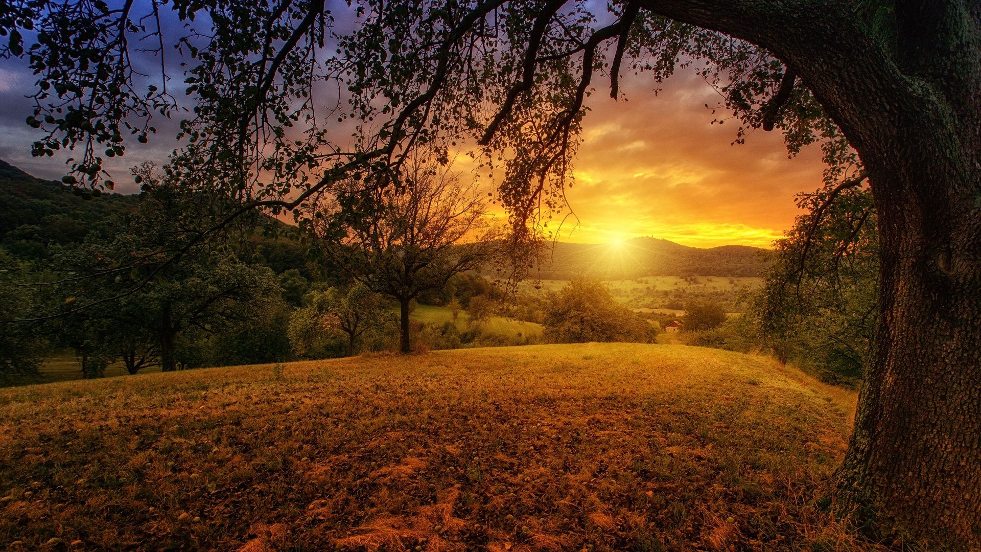 1920x1080 Tree Sun Aesthetic Dawn Landscape Panorama Laptop Full, Desktop