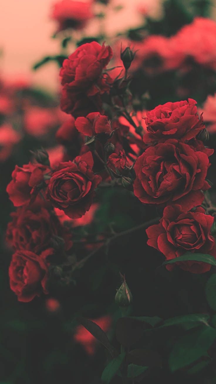 740x1310 Red roses wallpaper, Rose wallpaper, Phone