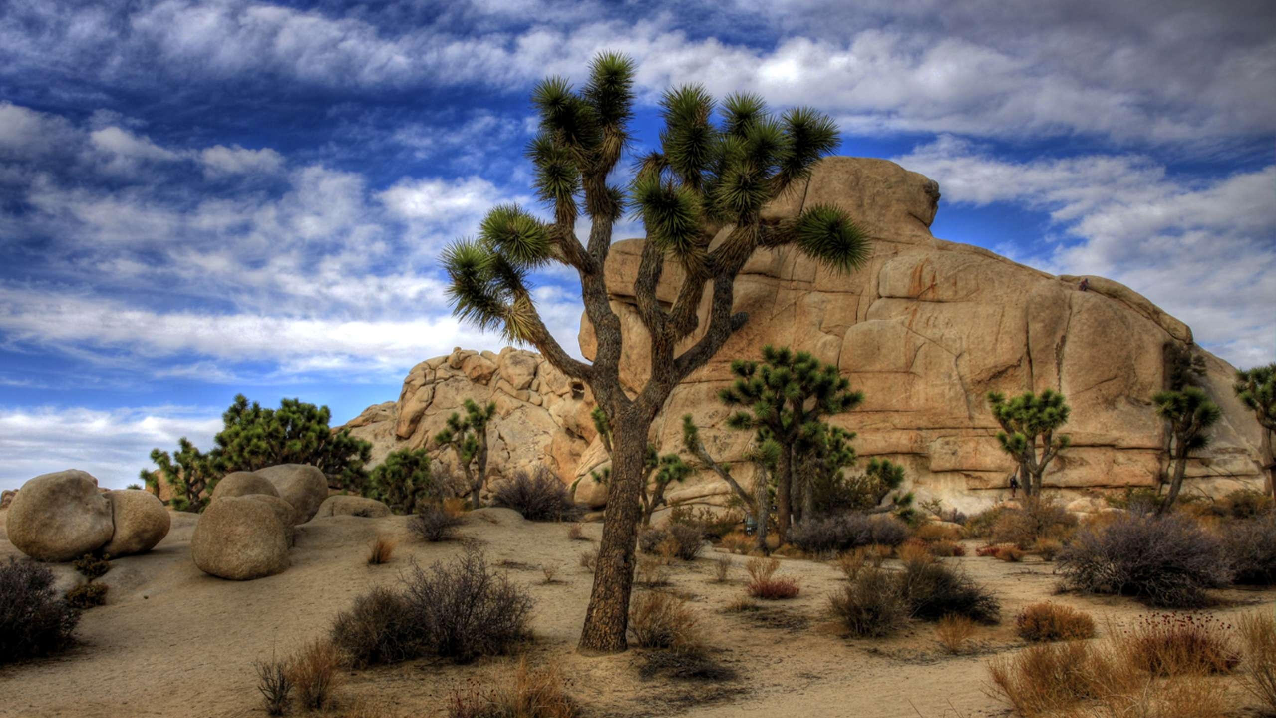 2560x1440 Joshua Tree National Park HD Desktop Wallpaper, Desktop