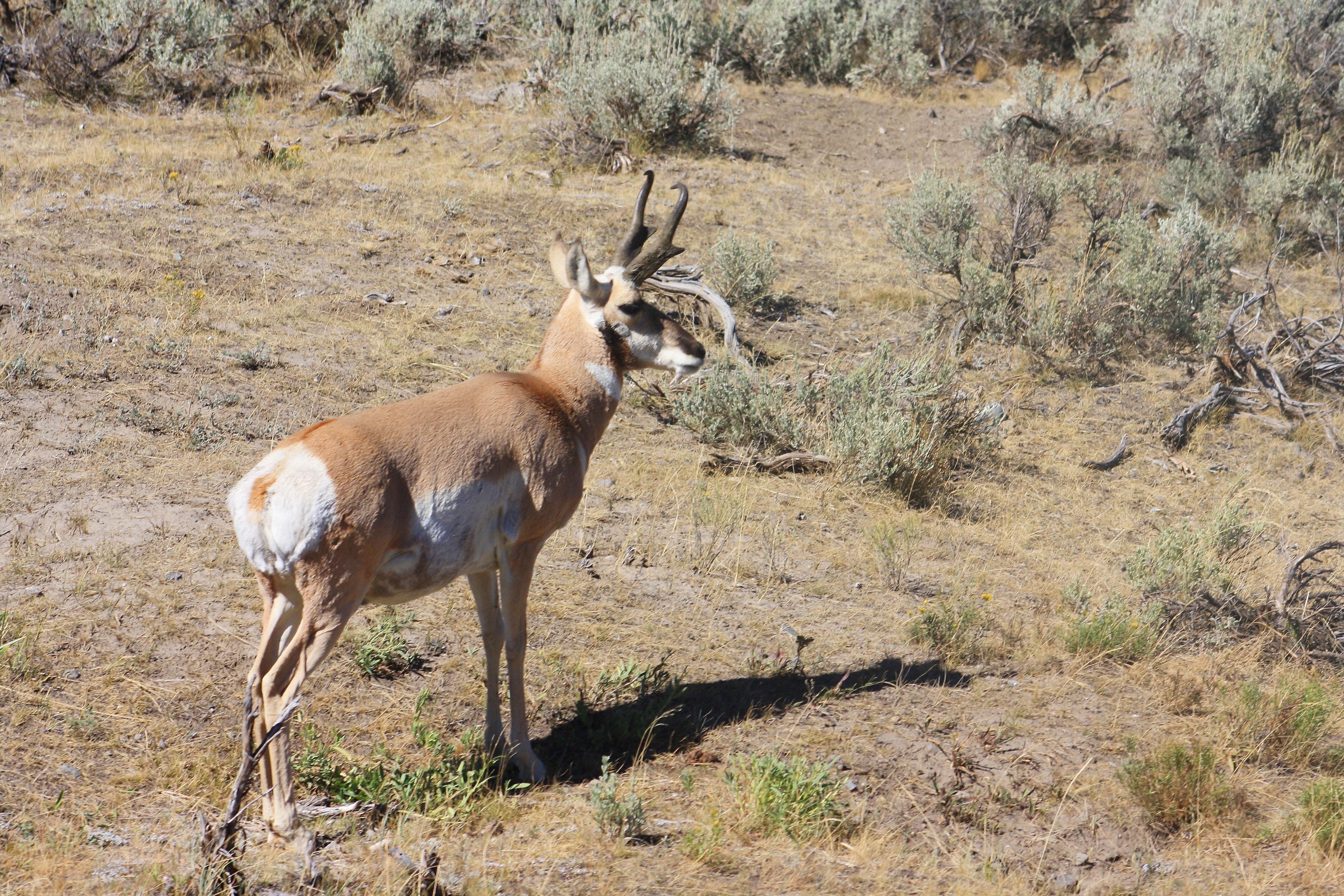 3890x2600 Free of antelope, pronghorn, Desktop