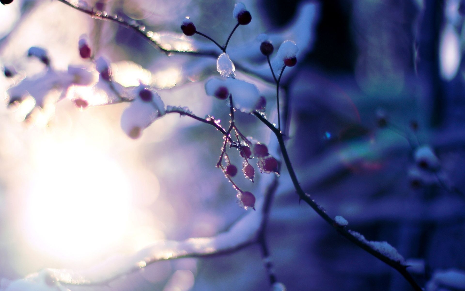 1920x1200 macro, Tree, Plant, Snow, Winter, Tree, Trees, Branches, Sun, Bokeh, Blur Wallpaper HD / Desktop and Mobile Background, Desktop