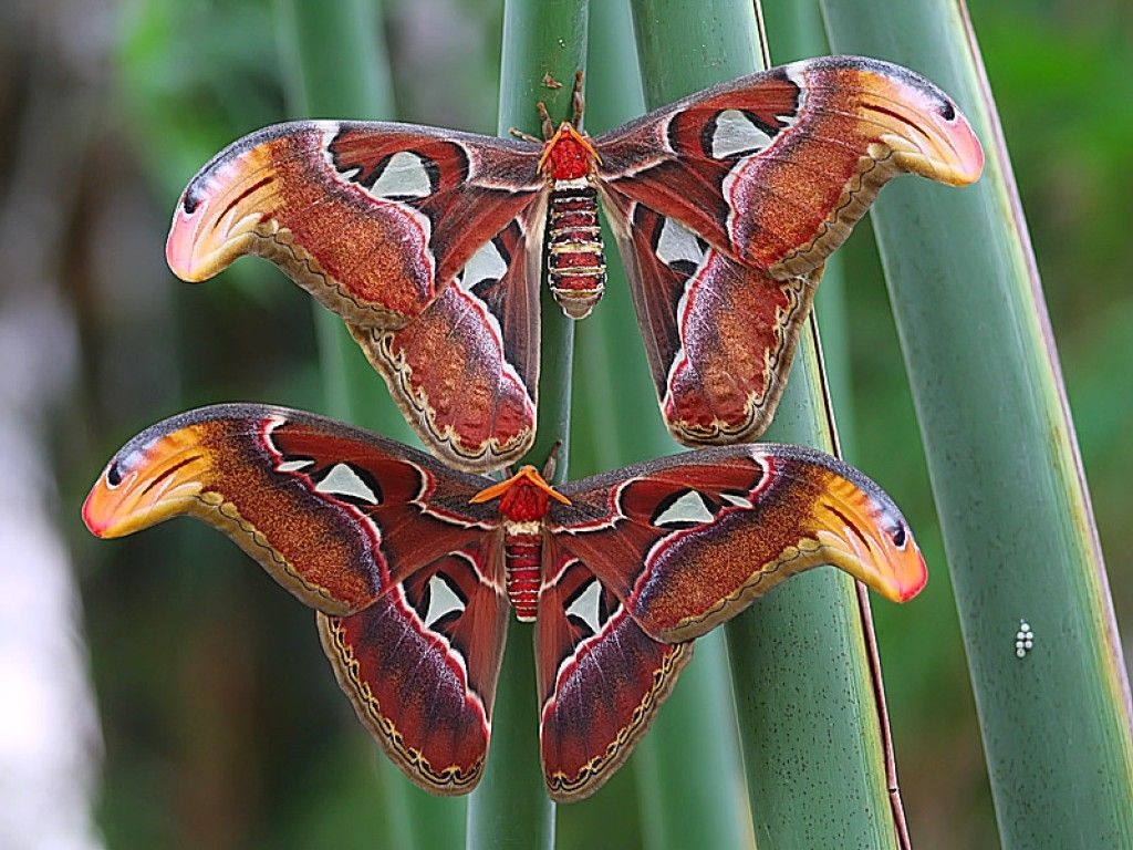 1030x770 Error Page. Atlas moth, Colorful moths, Insect photography, Desktop