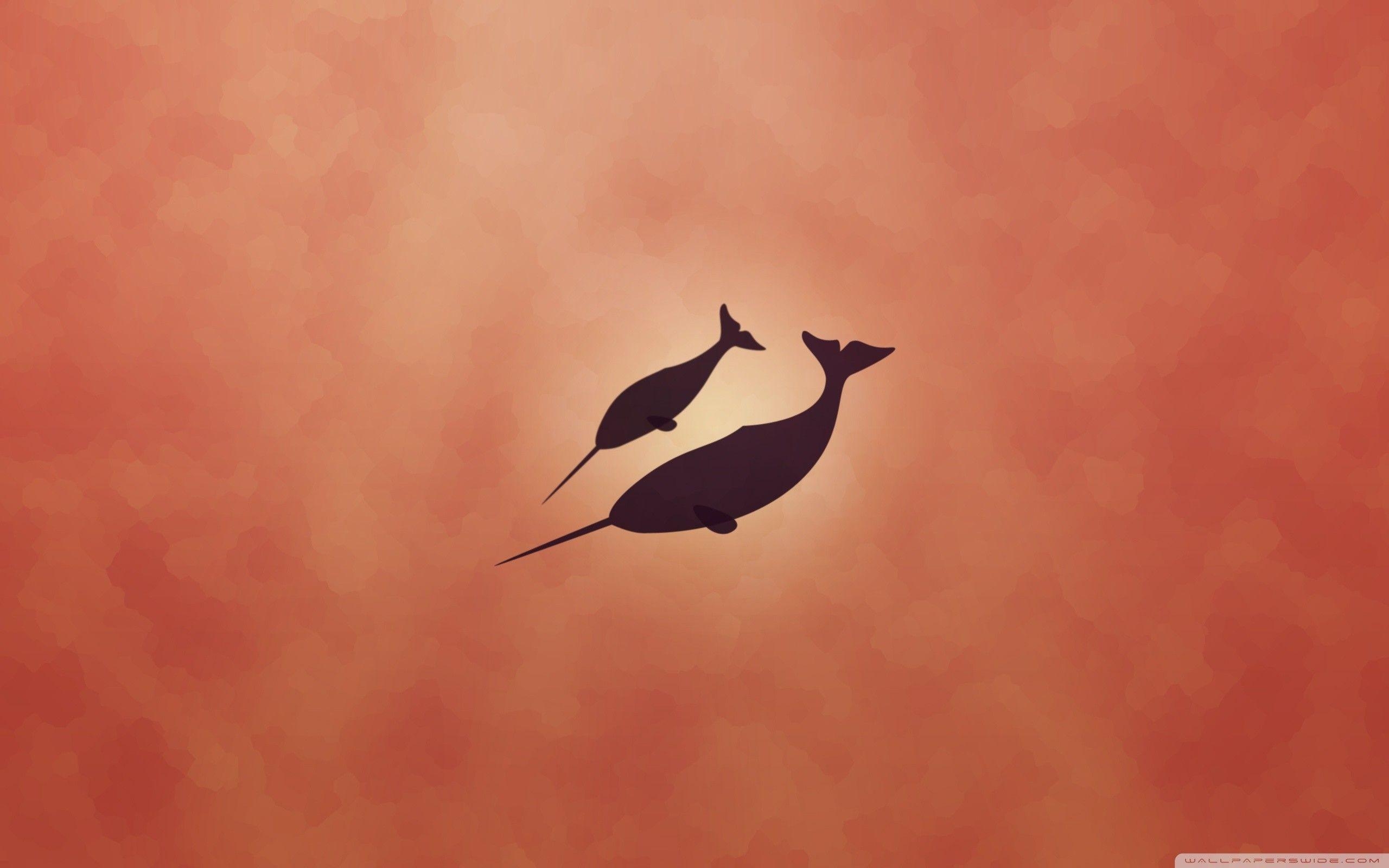 2560x1600 Narwhal Wallpaper, Desktop