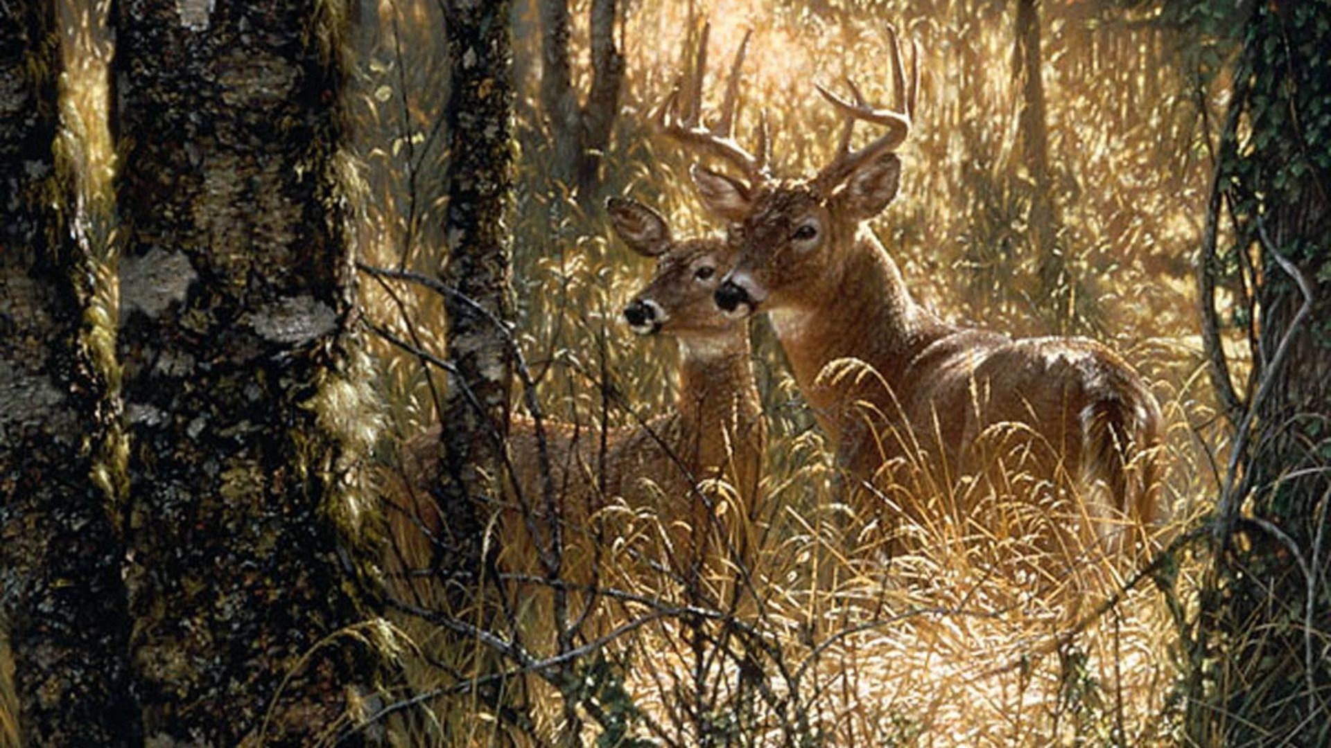 1920x1080 Whitetail Deer Painting Wallpaper, Desktop