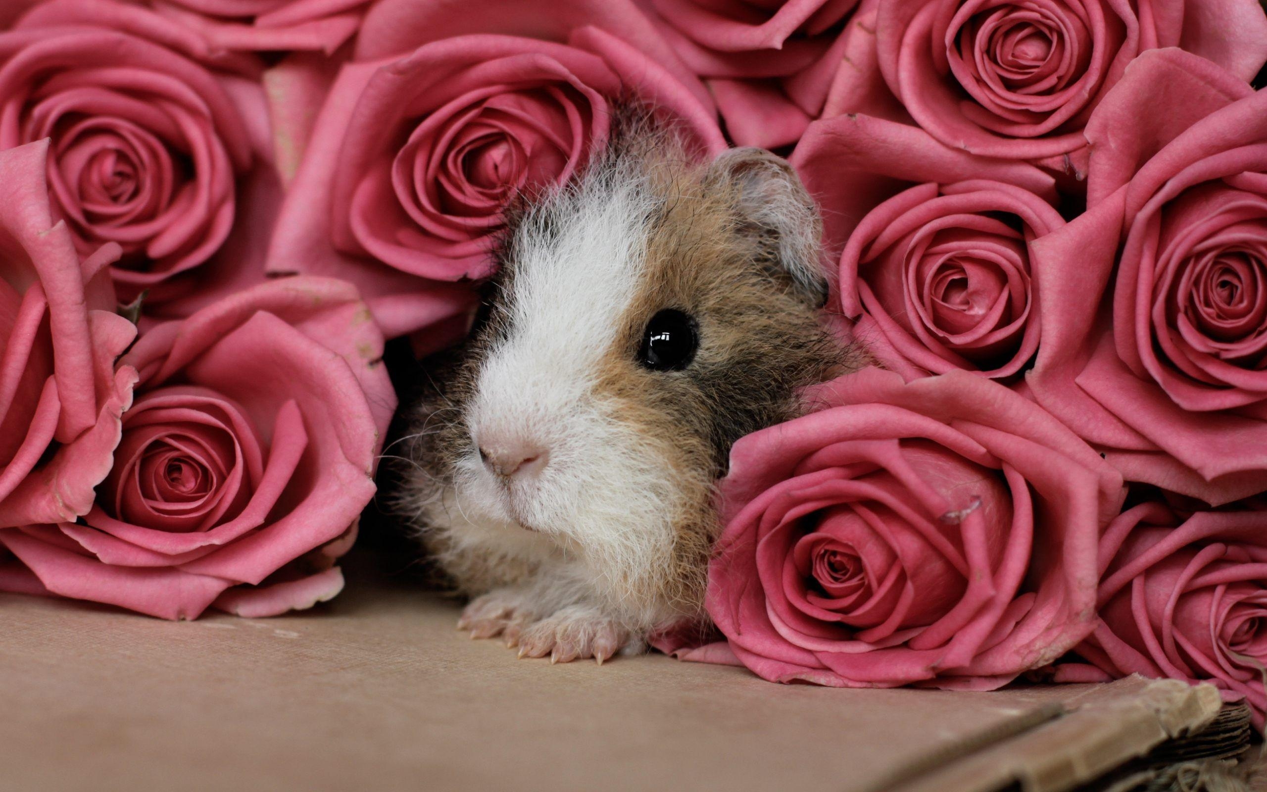 2560x1600 4K Guinea Pig Wallpaper High Quality, Desktop