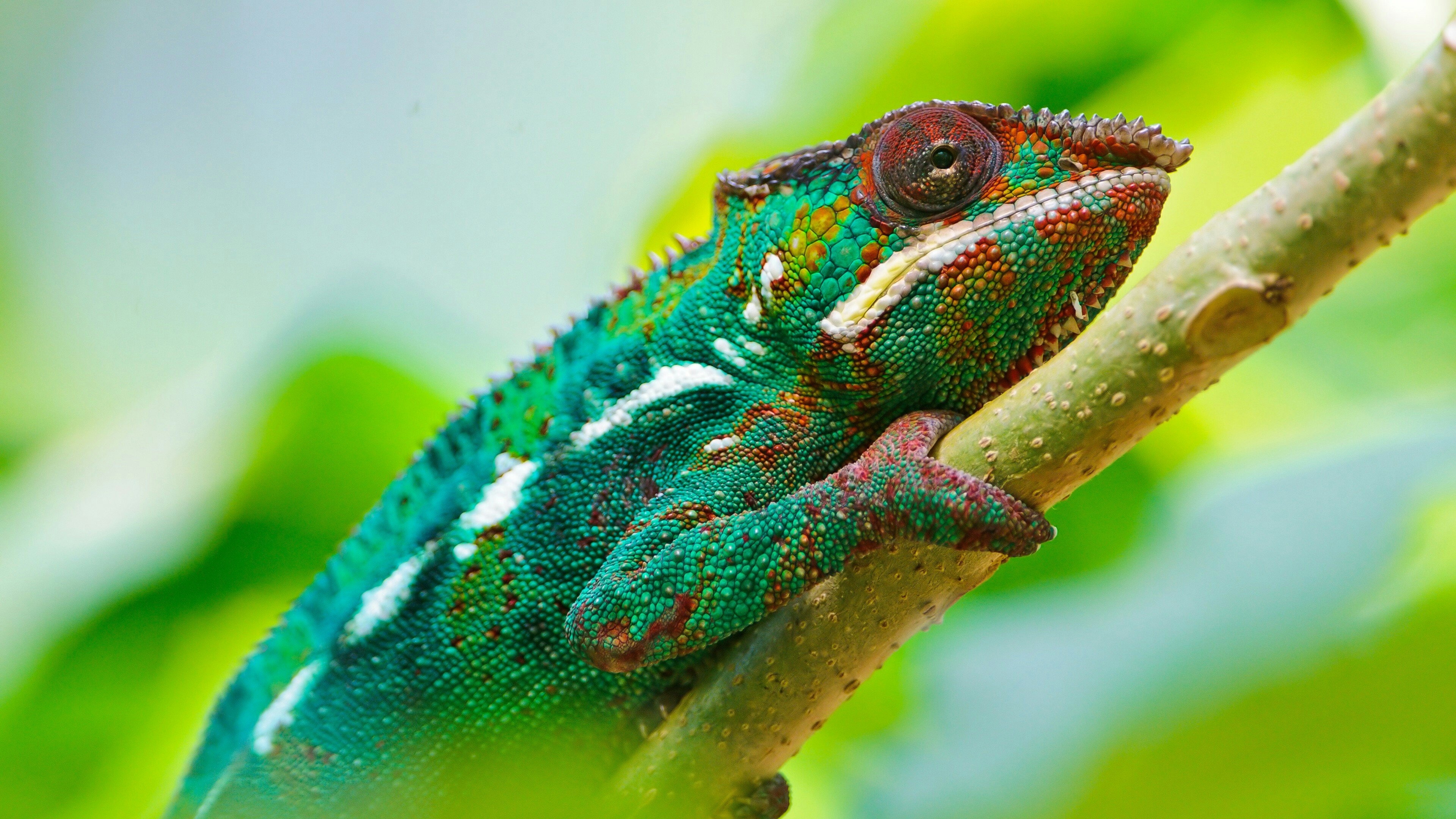 3840x2160 Colorful Chameleon 4K UltraHD Wallpaper. Wallpaper Studio 10. Tens, Desktop