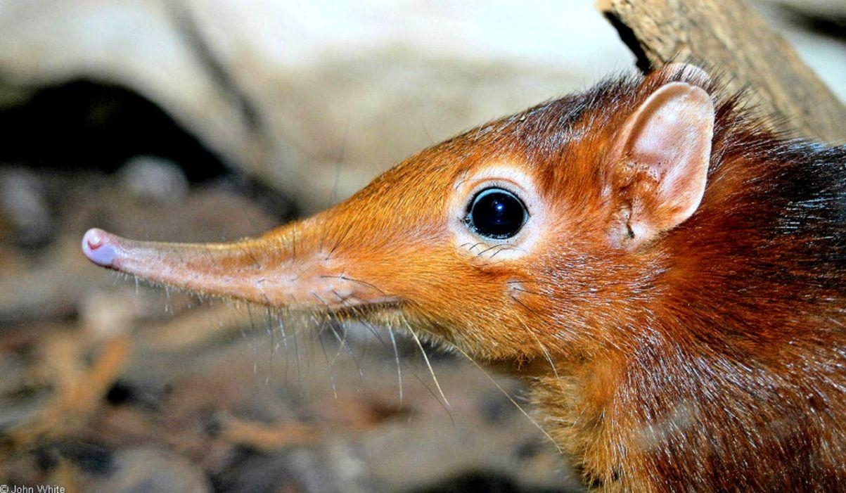 1210x710 Elephant Shrew Wallpaper, Desktop