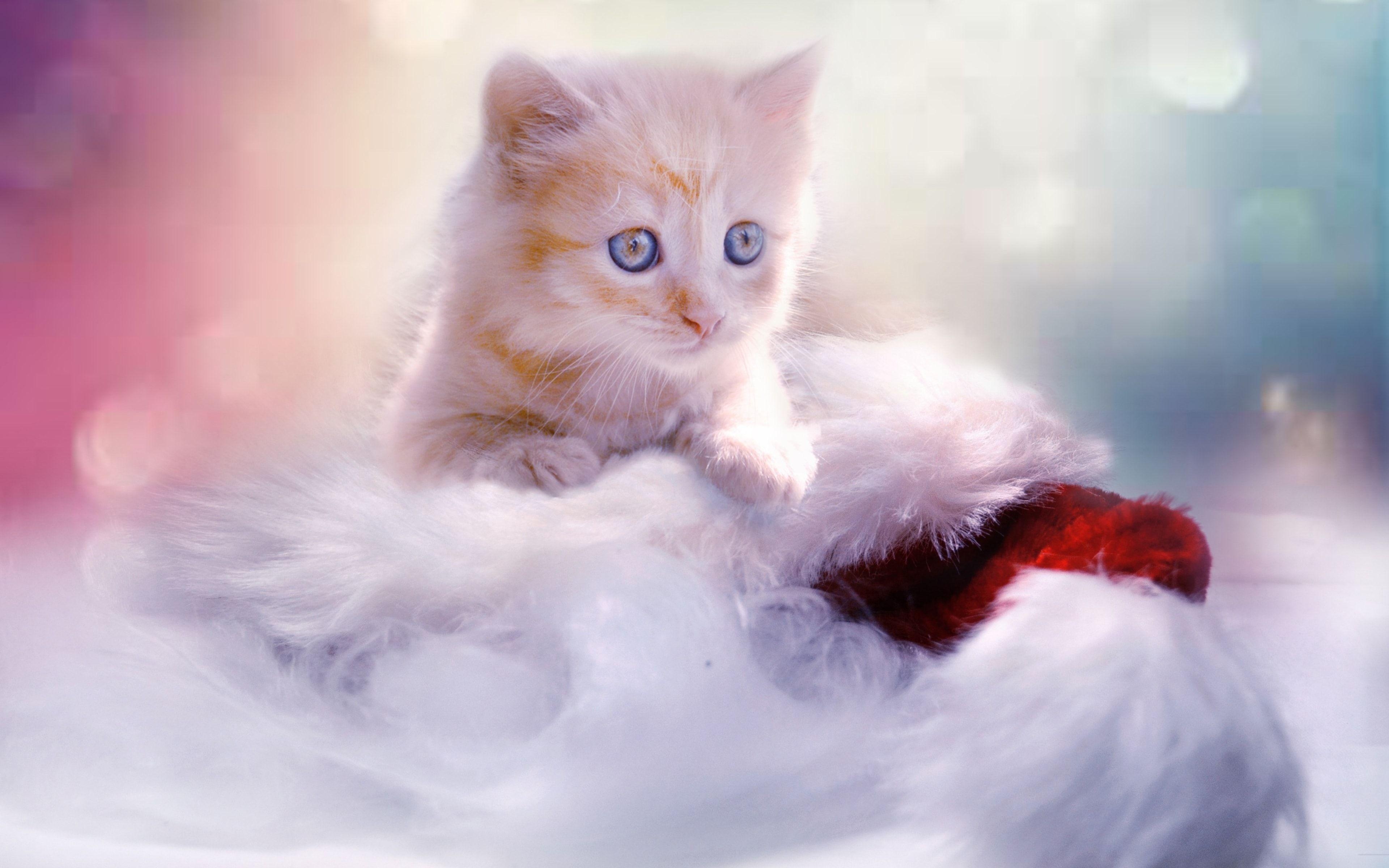 3840x2400 White christmas cute kitten Wallpaper and Free, Desktop