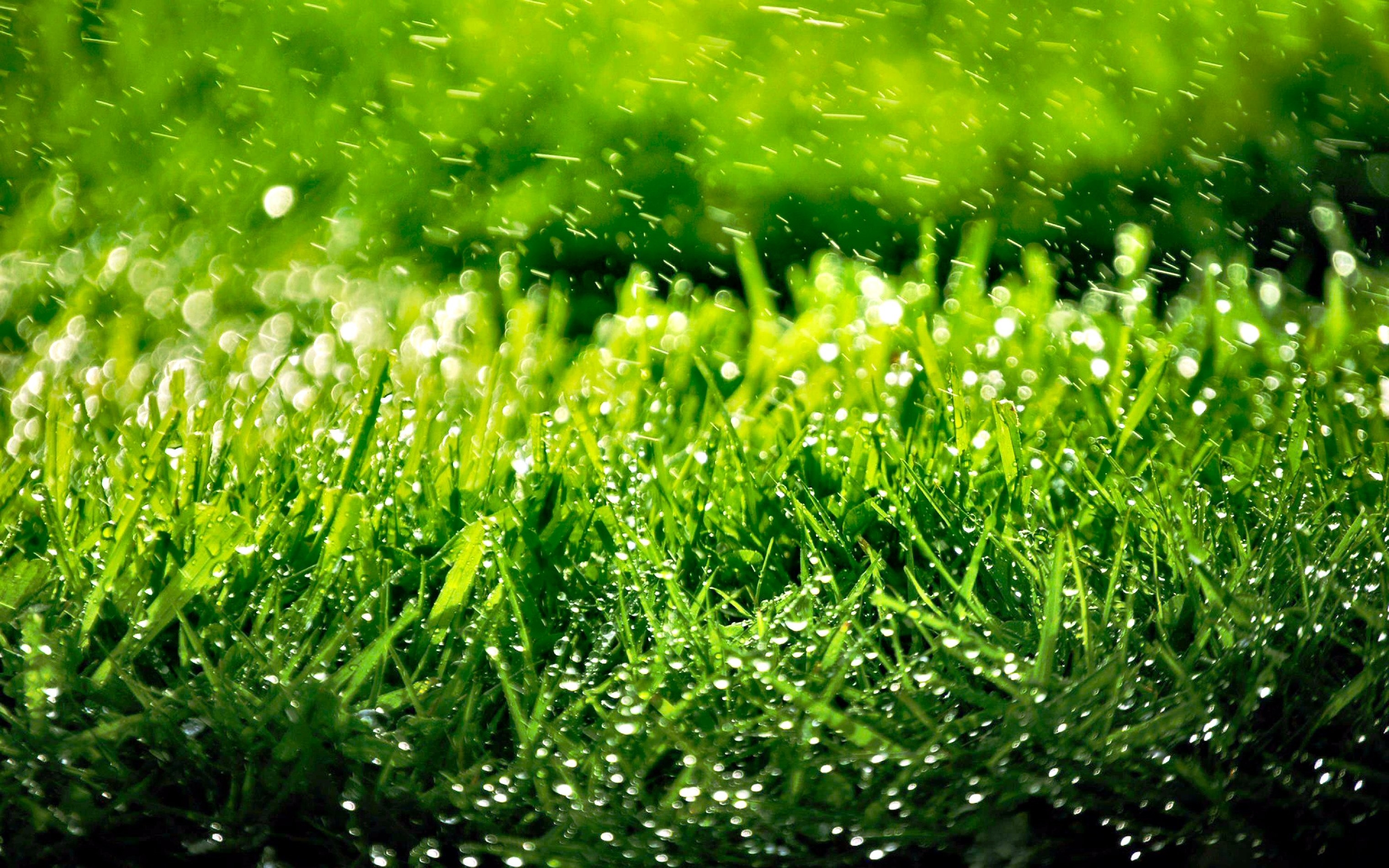 3040x1900 HD Grass Wallpaper, Desktop