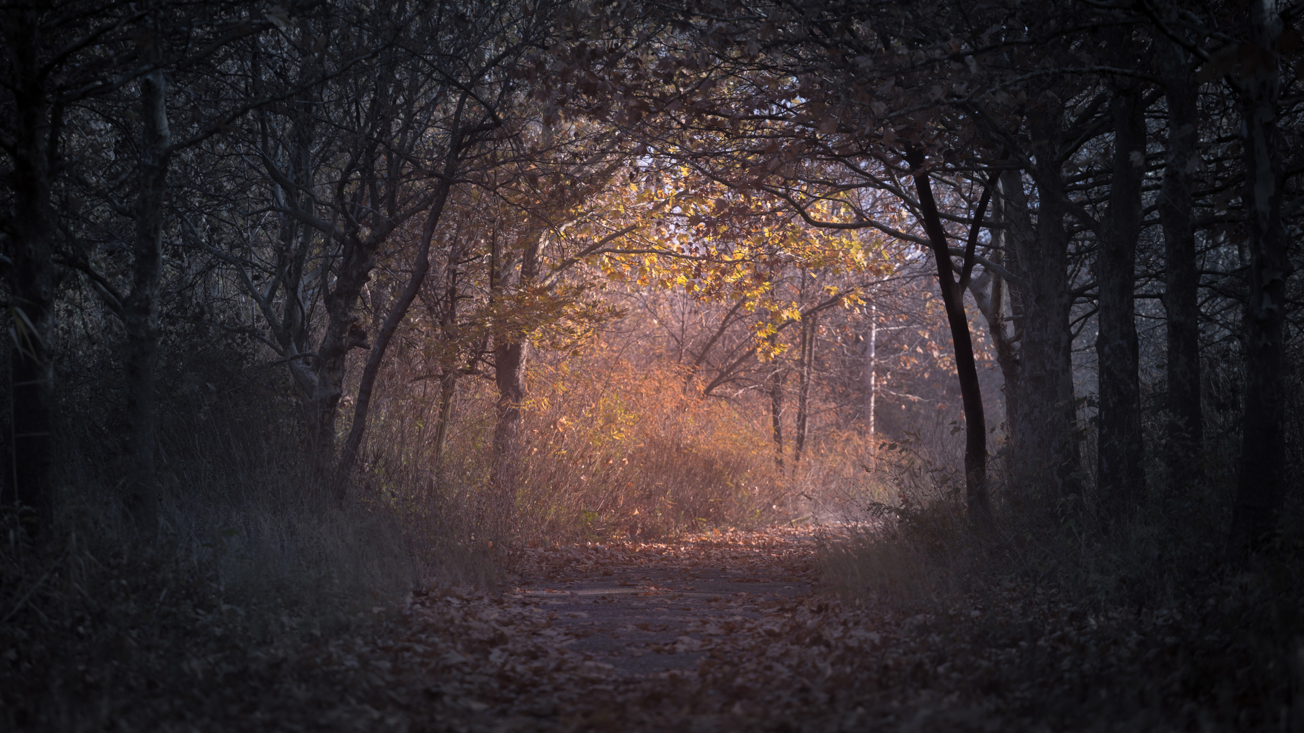 2560x1440 Trees Branch Pathway Dark Autumn Forest Backlit 1440P Resolution HD 4k Wallpaper, Image, Background, Photo and Picture, Desktop