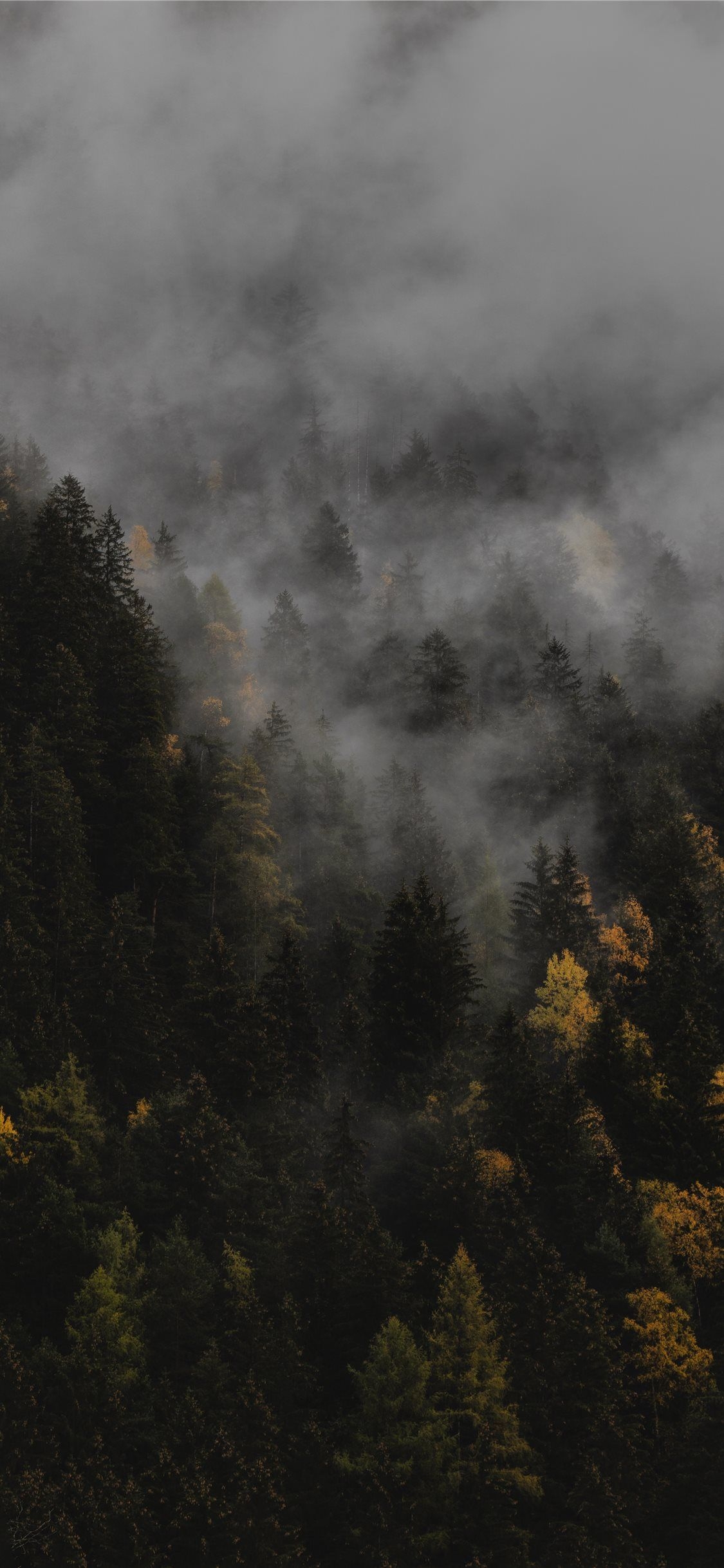 1130x2440 Best Fall iPhone 11 HD Wallpaper, Phone