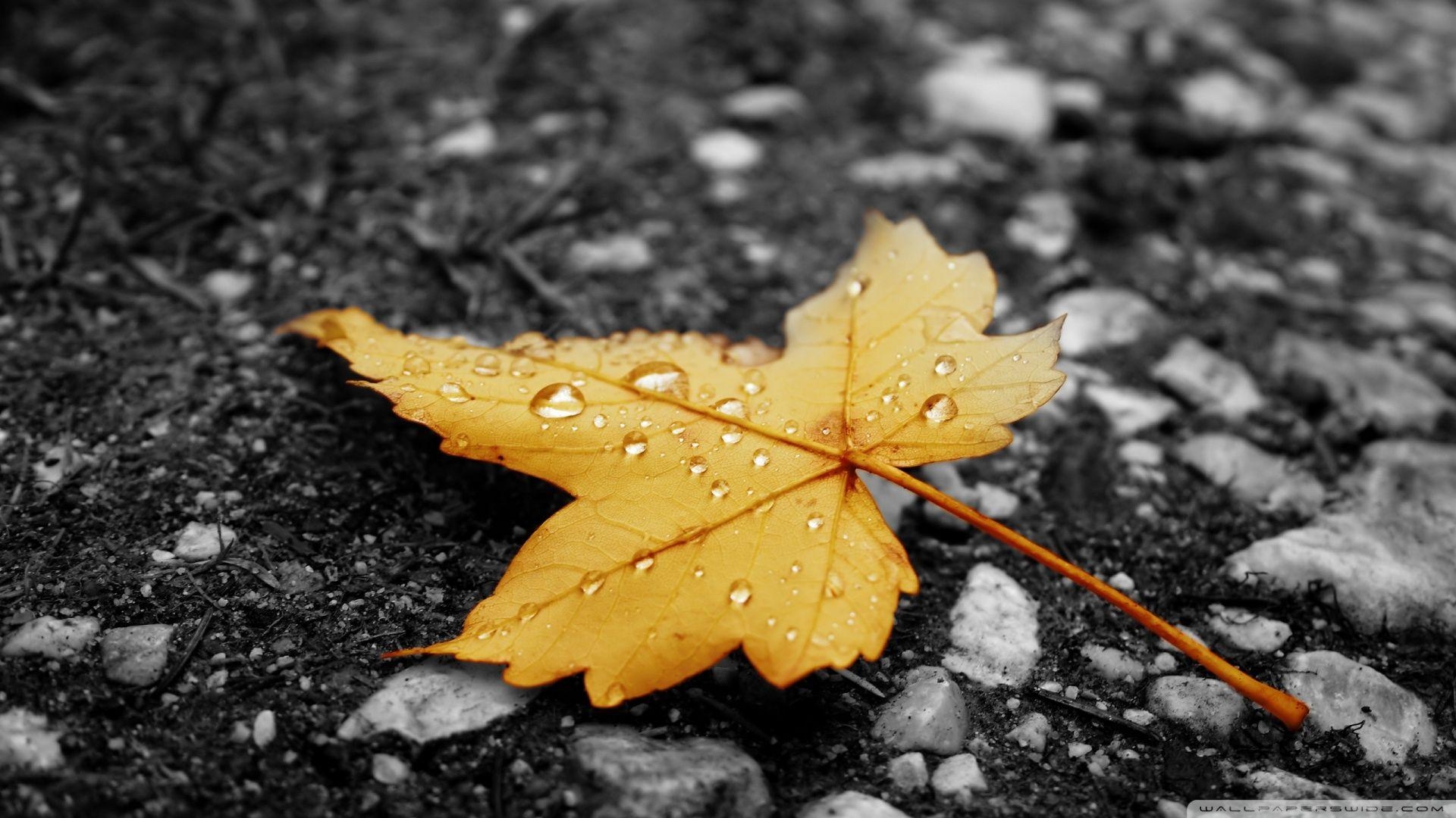 1920x1080 Raindrops On Fallen Leaf ❤ 4K HD Desktop Wallpaper for 4K Ultra HD, Desktop