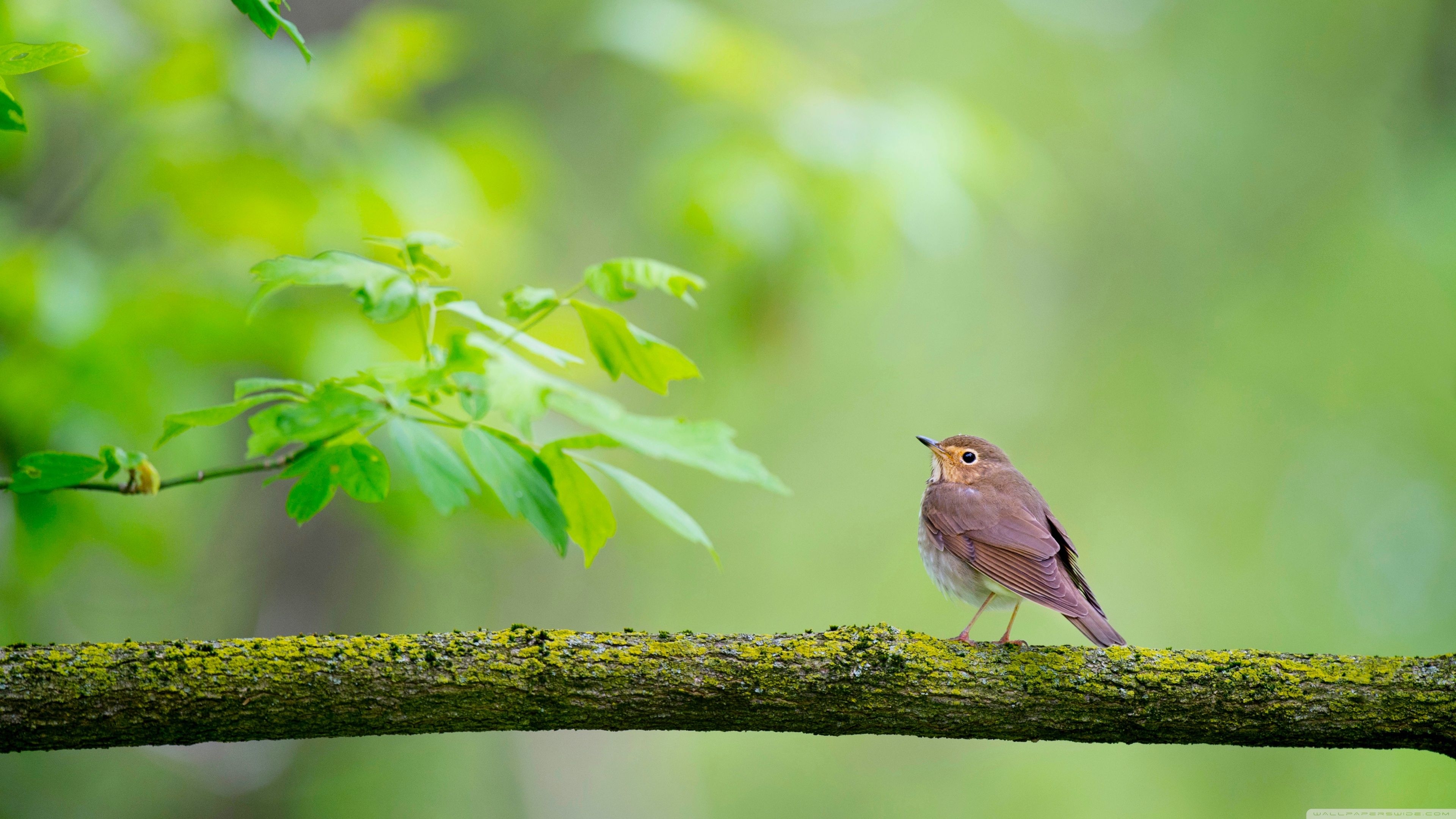 3840x2160 Bird, Branch, Nature Ultra HD Desktop Background Wallpaper for 4K, Desktop