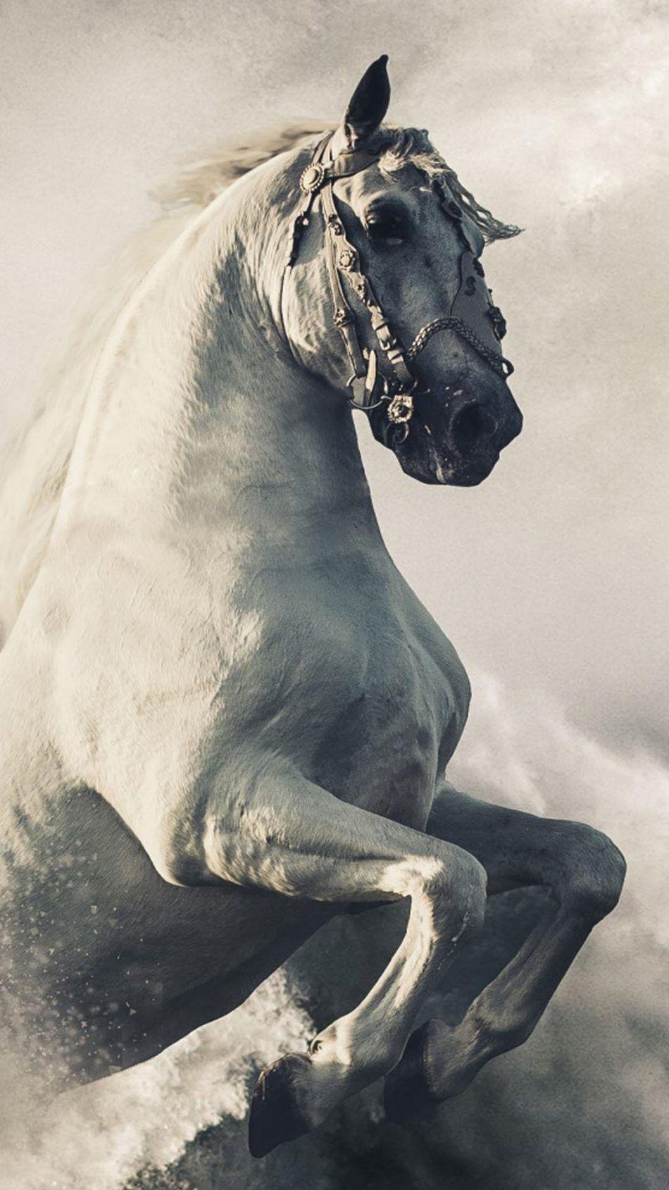 950x1690 Horse Phone Wallpaper Free Horse Phone Background, Phone