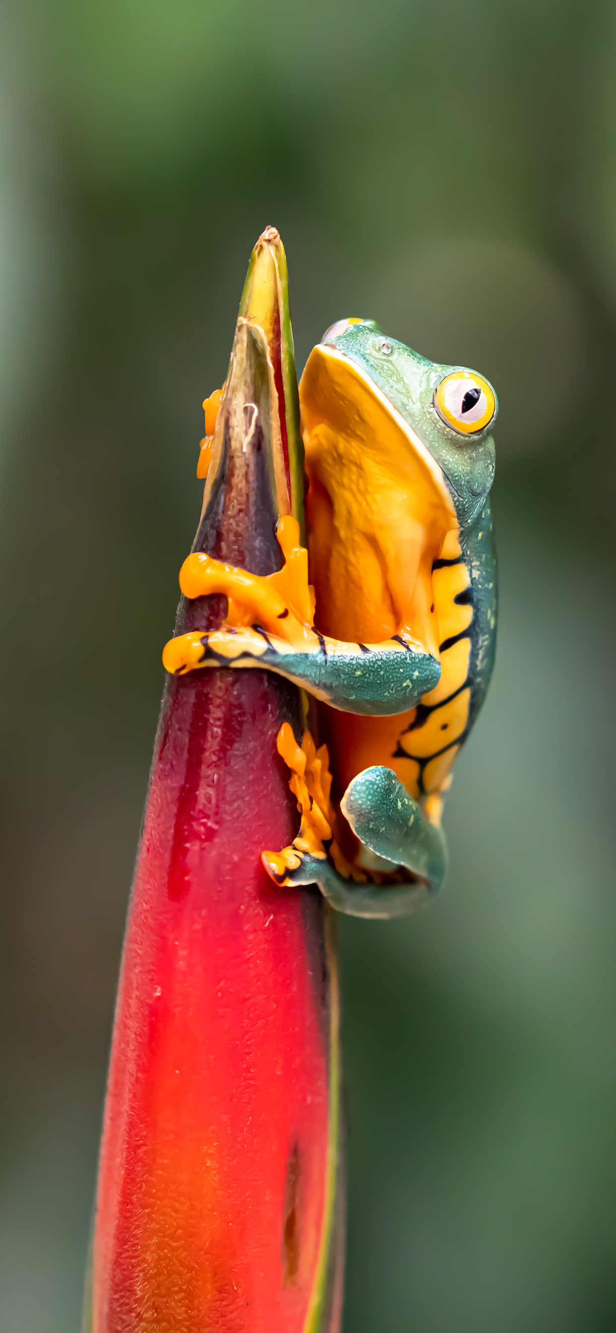 1250x2690 Frog Wallpaper for iPhone Pro Max, X, 6, Phone