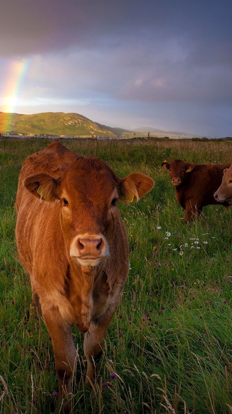 750x1340 Cow Wallpaper, Phone