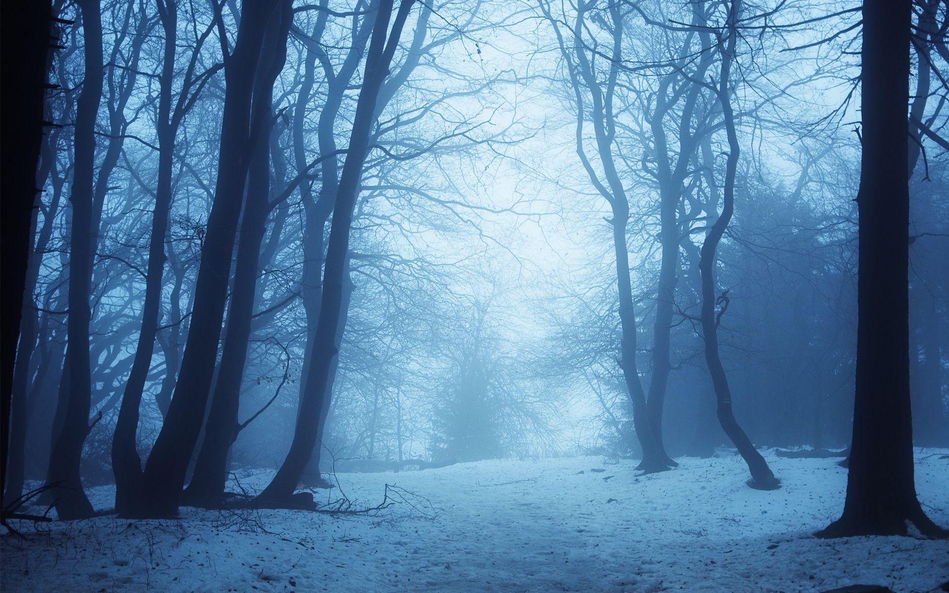 1920x1200 Winter forest twilight, Desktop