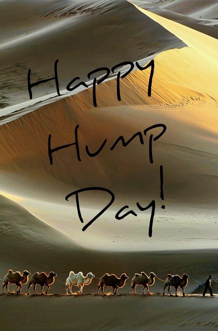 740x1120 Happy Hump Day Image With Camels. Hump day image, Hump day humor, Happy day quotes, Phone