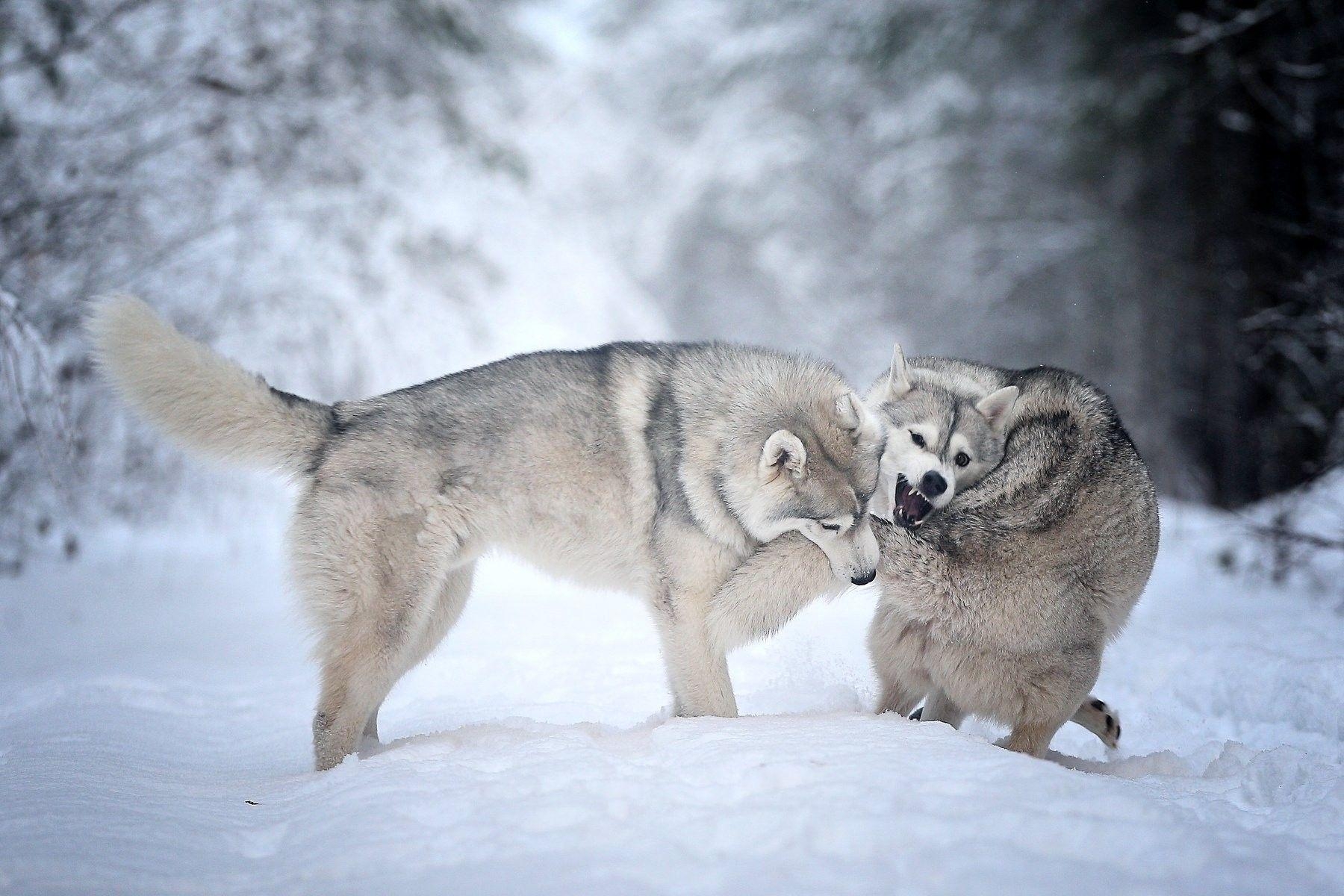 1800x1200 Dogs: Husky Forest Dogs Winter Snow Golden Retriever Dog Wallpaper, Desktop