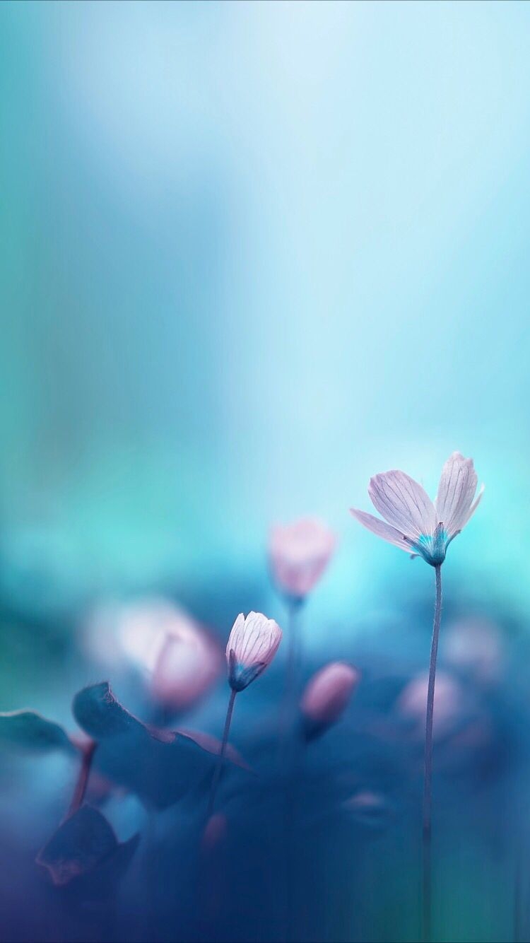 750x1340 Abstract flowers wallpaper for your iPhone XR from Everpix, Phone