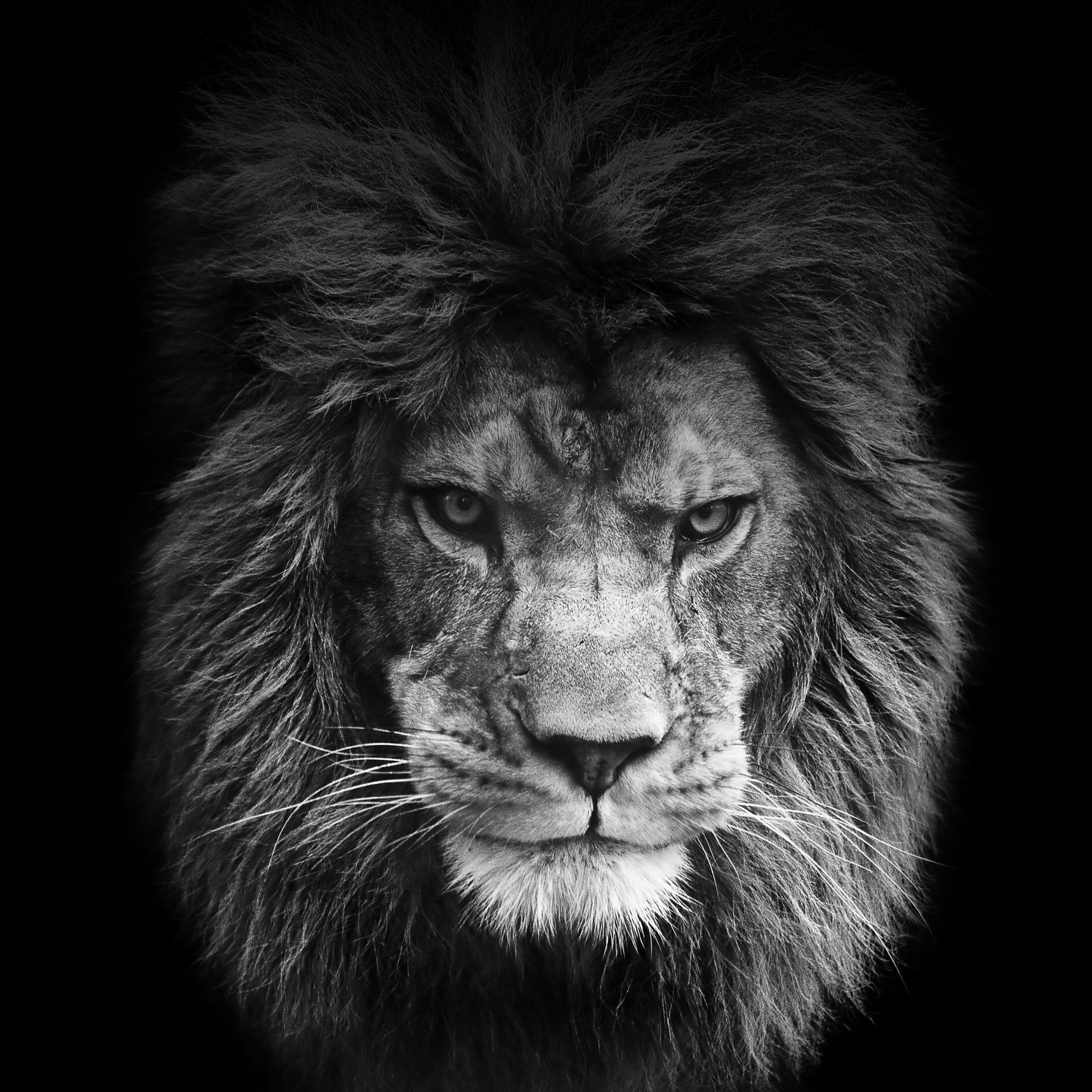 2050x2050 Free download Lion Roar iPhone Wallpaper Background [] for your Desktop, Mobile & Tablet. Explore Lion Roar Wallpaper. Lion Roar Wallpaper, Lion Roar Wallpaper, Katy Perry Roar Wallpaper, Phone