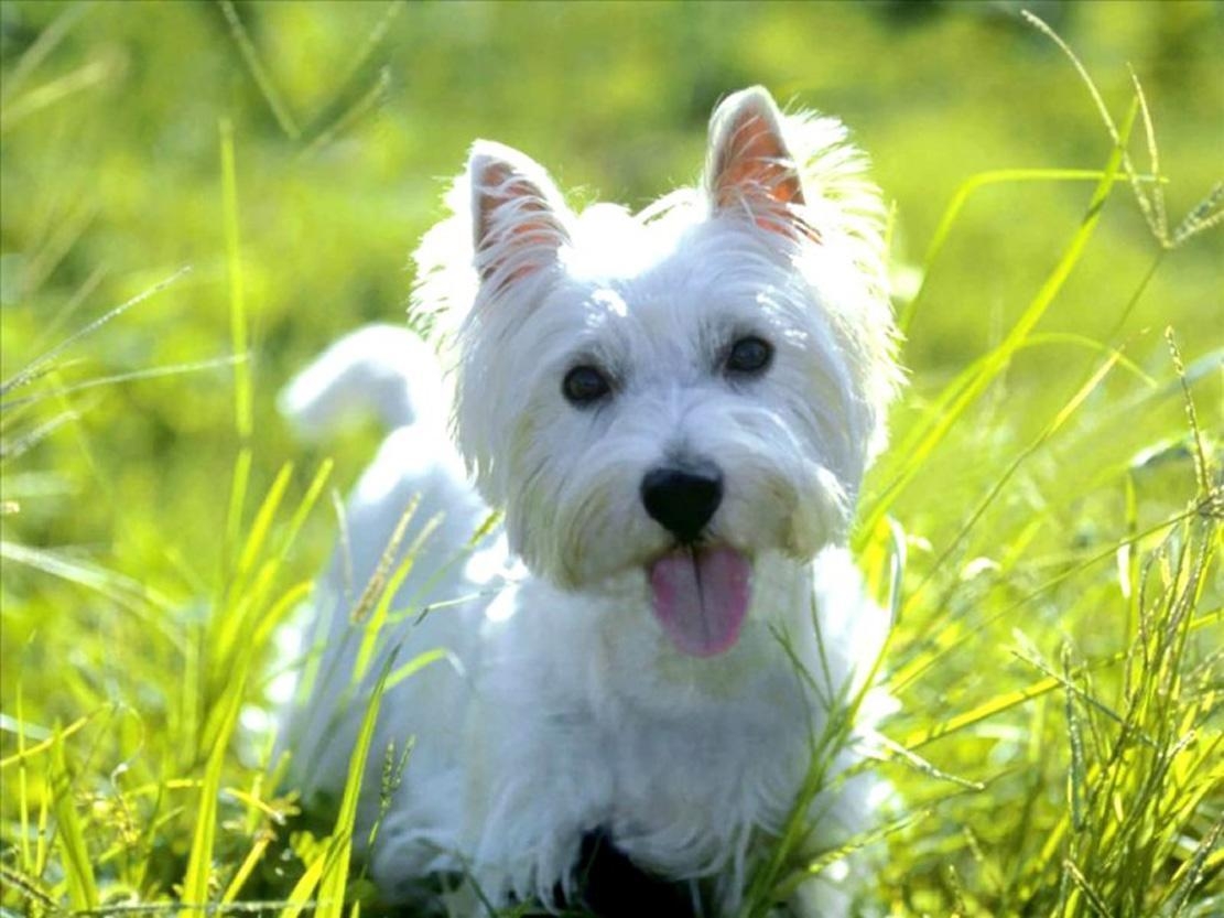 1120x840 Free wallpaper West highland white terrier westie, Desktop