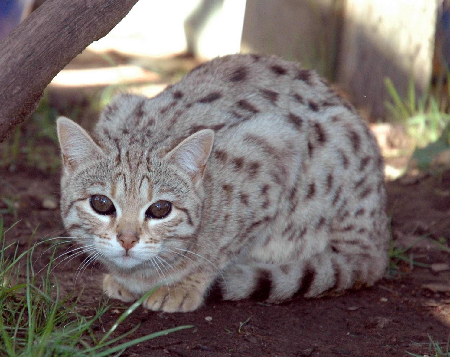 1490x1180 Silver Bengal Cat, Desktop