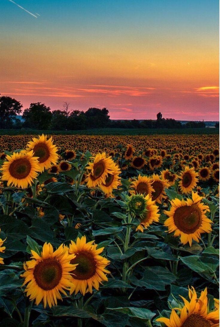 740x1090 Sunflower Aesthetic Wallpaper Free Sunflower, Phone