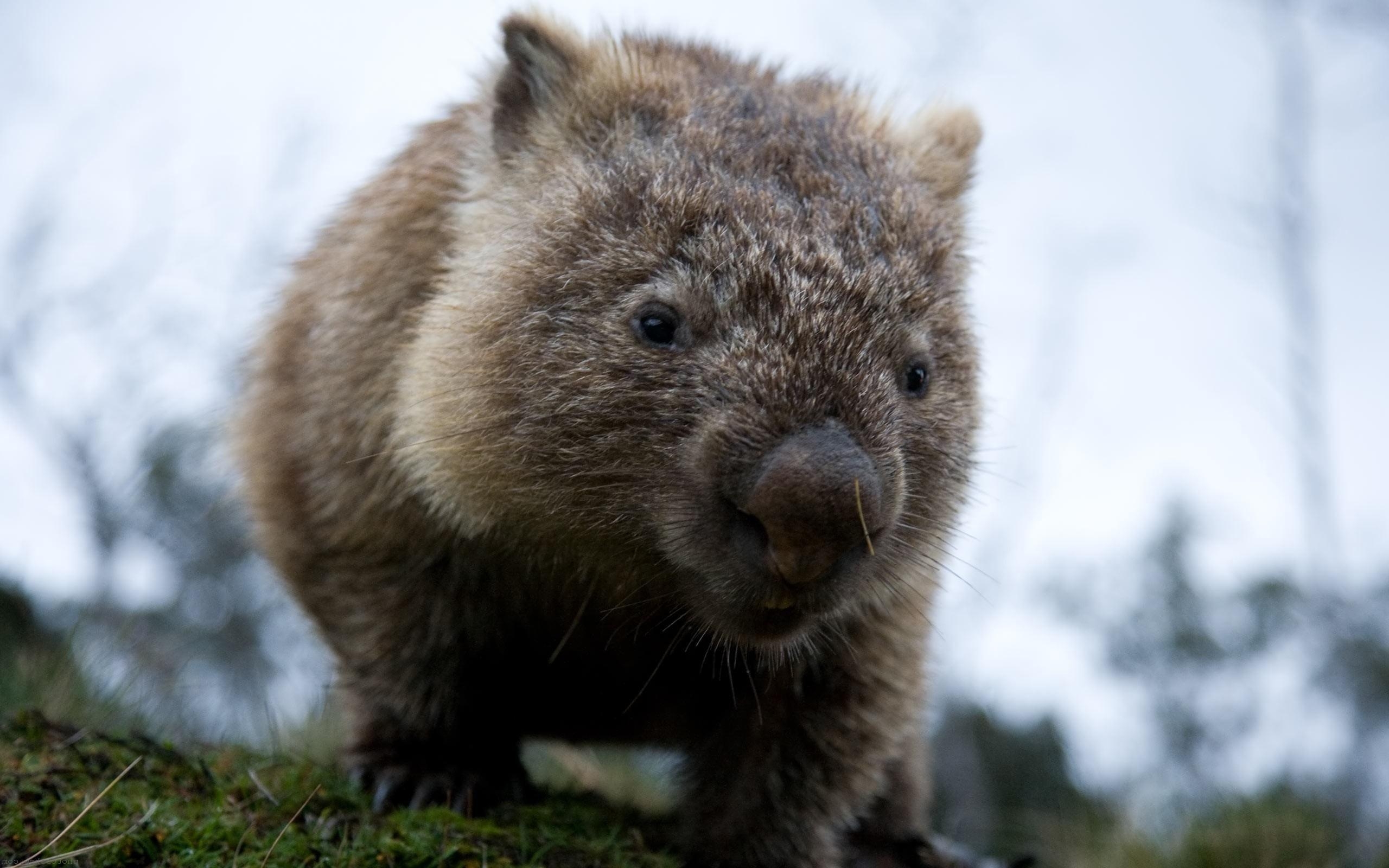 2560x1600 Download free #wombat #Wallpaper. Animal Wallpaper, Desktop